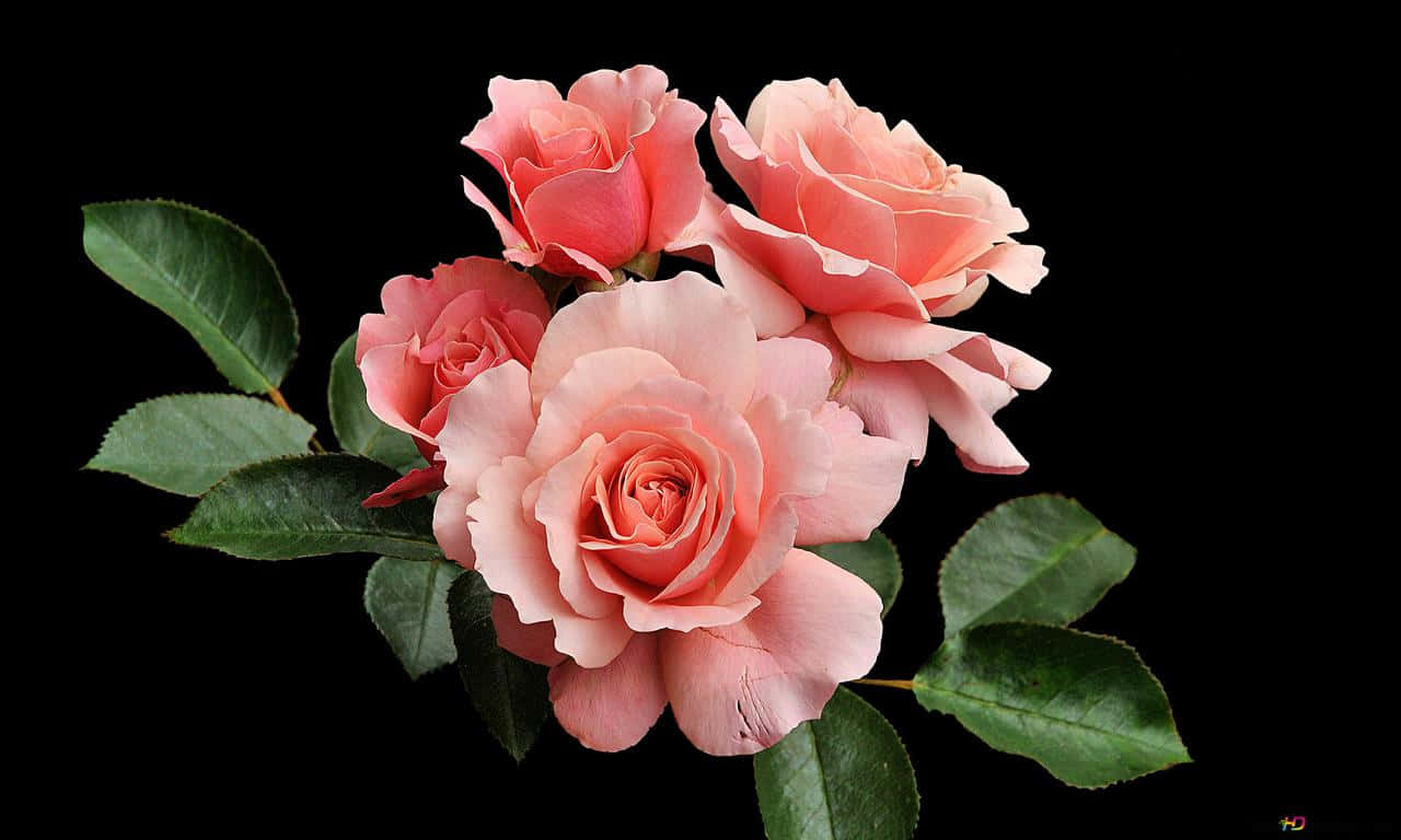 গোলাপী 1280x768 গোলাপ ওয়ালপেপার