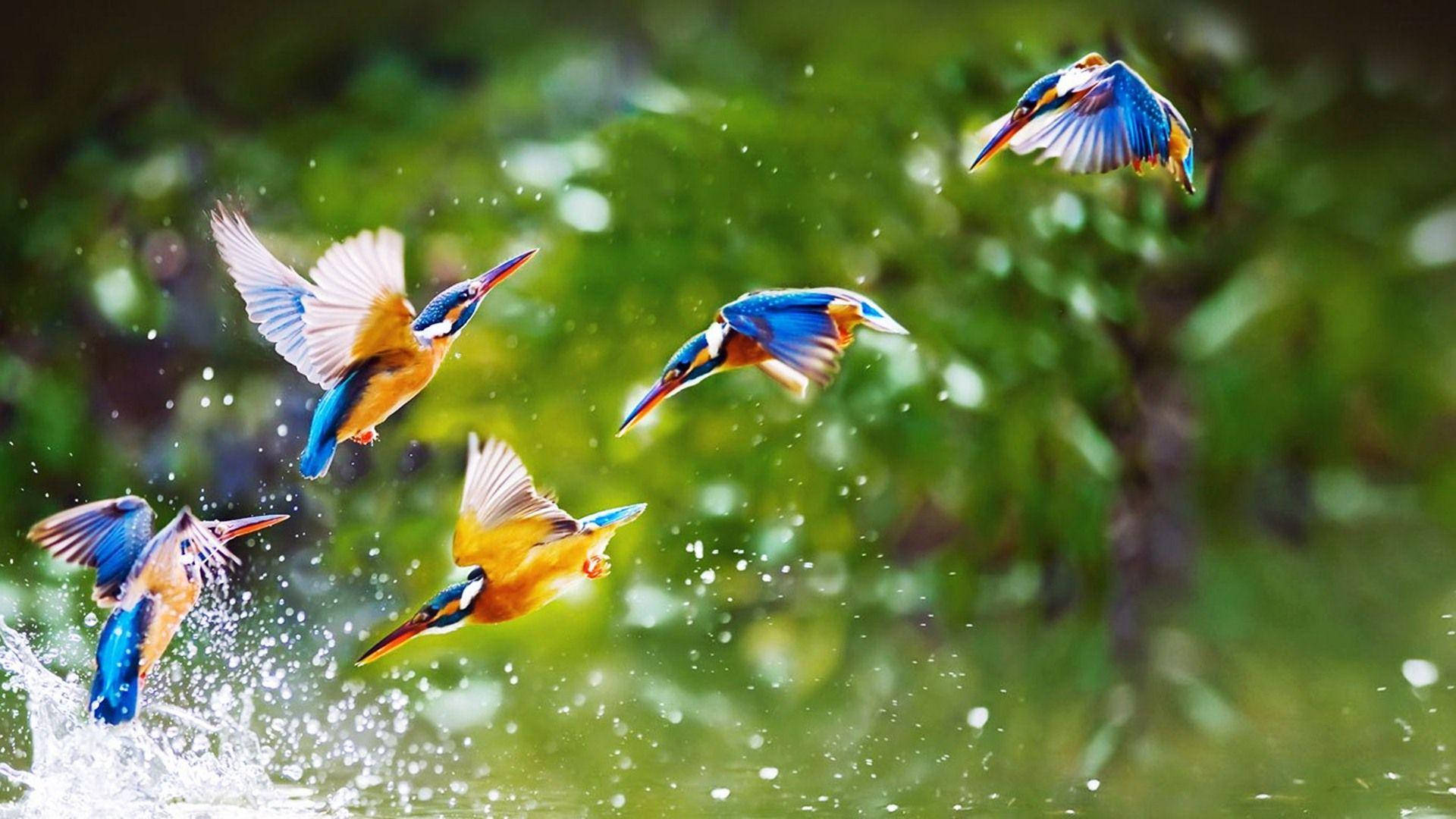1920x1080 HD পাখির ঝাঁক মাছরাঙা ওয়ালপেপার