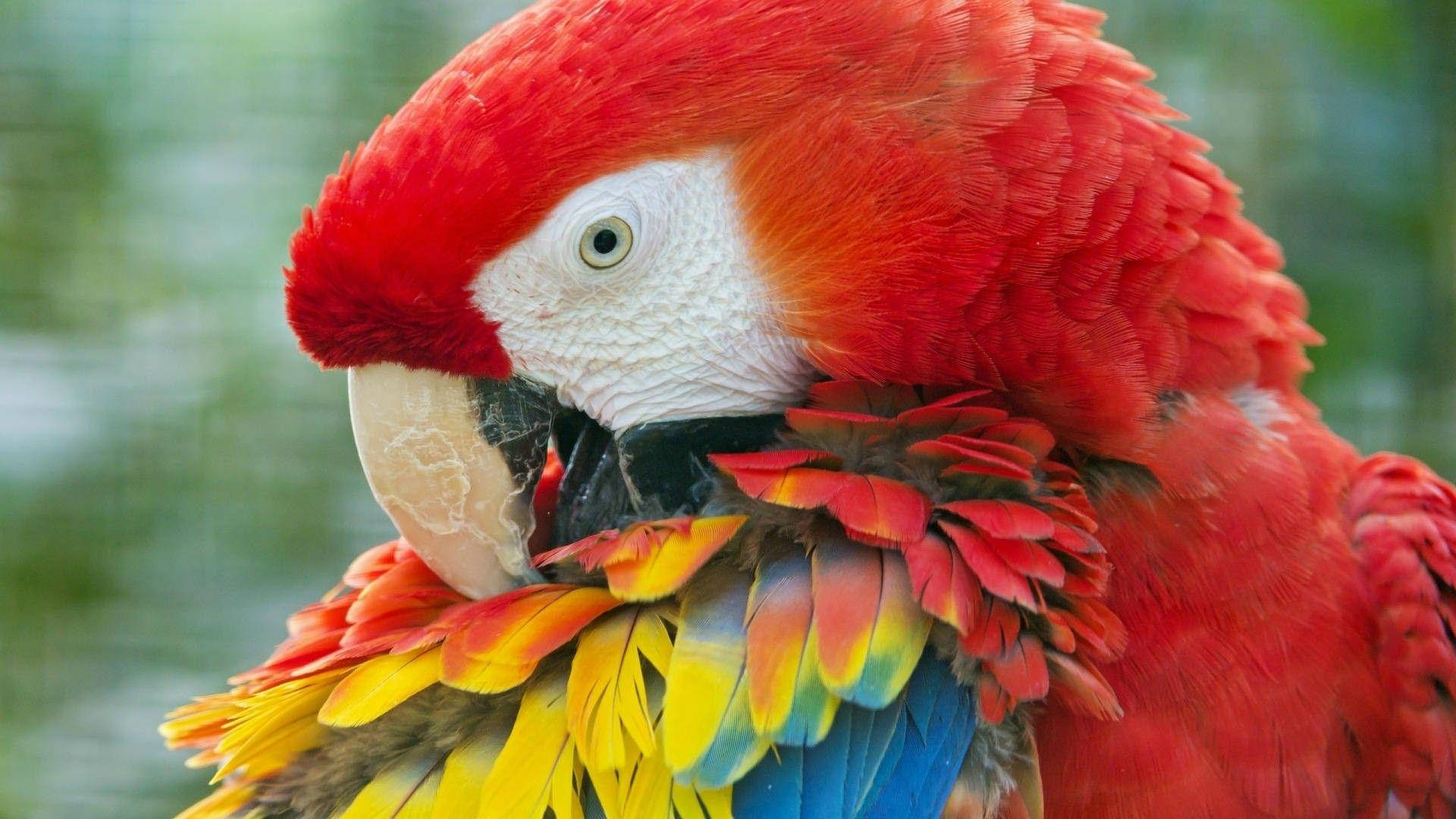 1920x1080 HD পাখির ক্লোজ-আপ শট ম্যাকাও ওয়ালপেপার