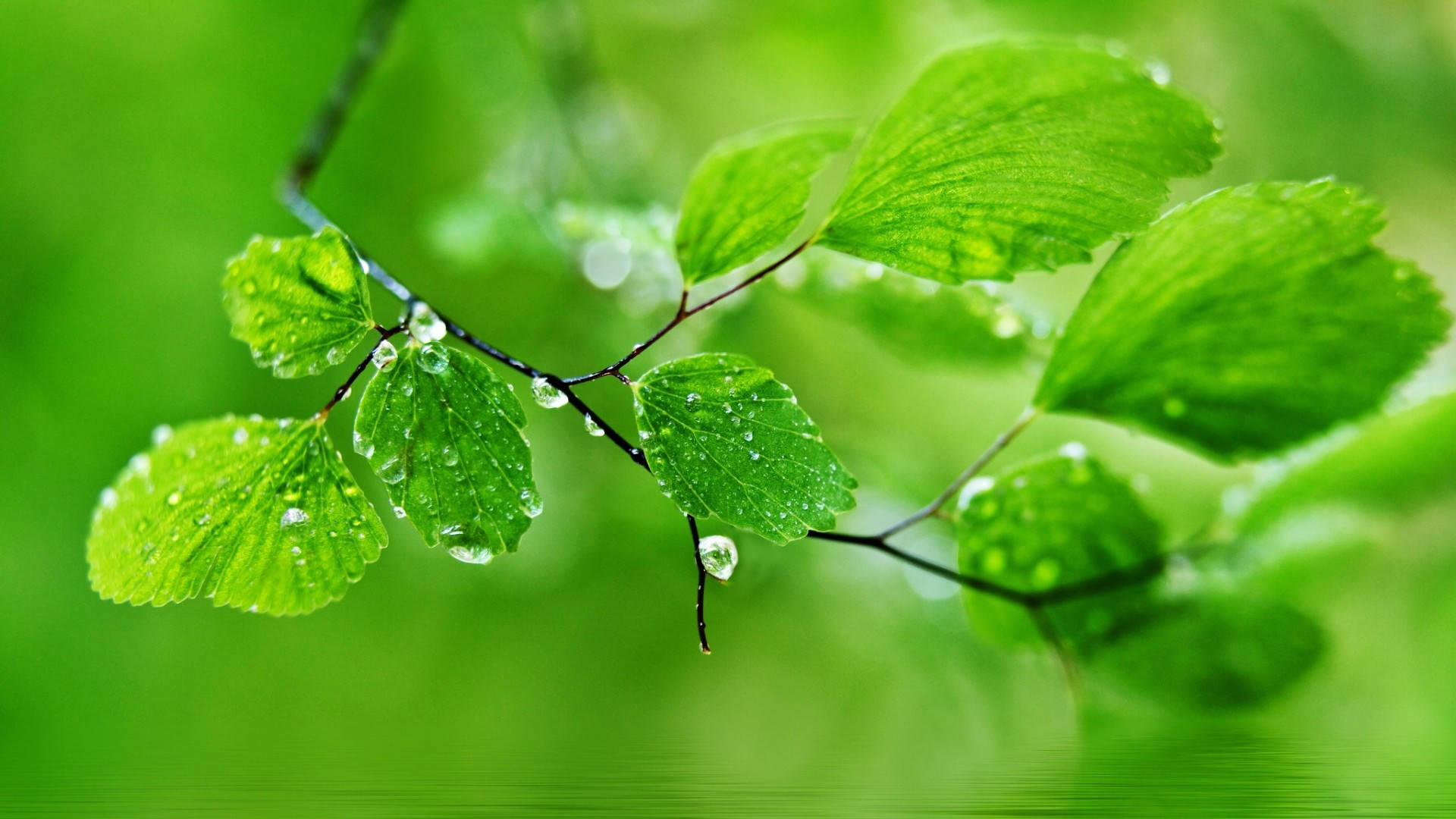 1920x1080 ফুল এইচডি প্রকৃতি ভেজা সবুজ পাতা ওয়ালপেপার