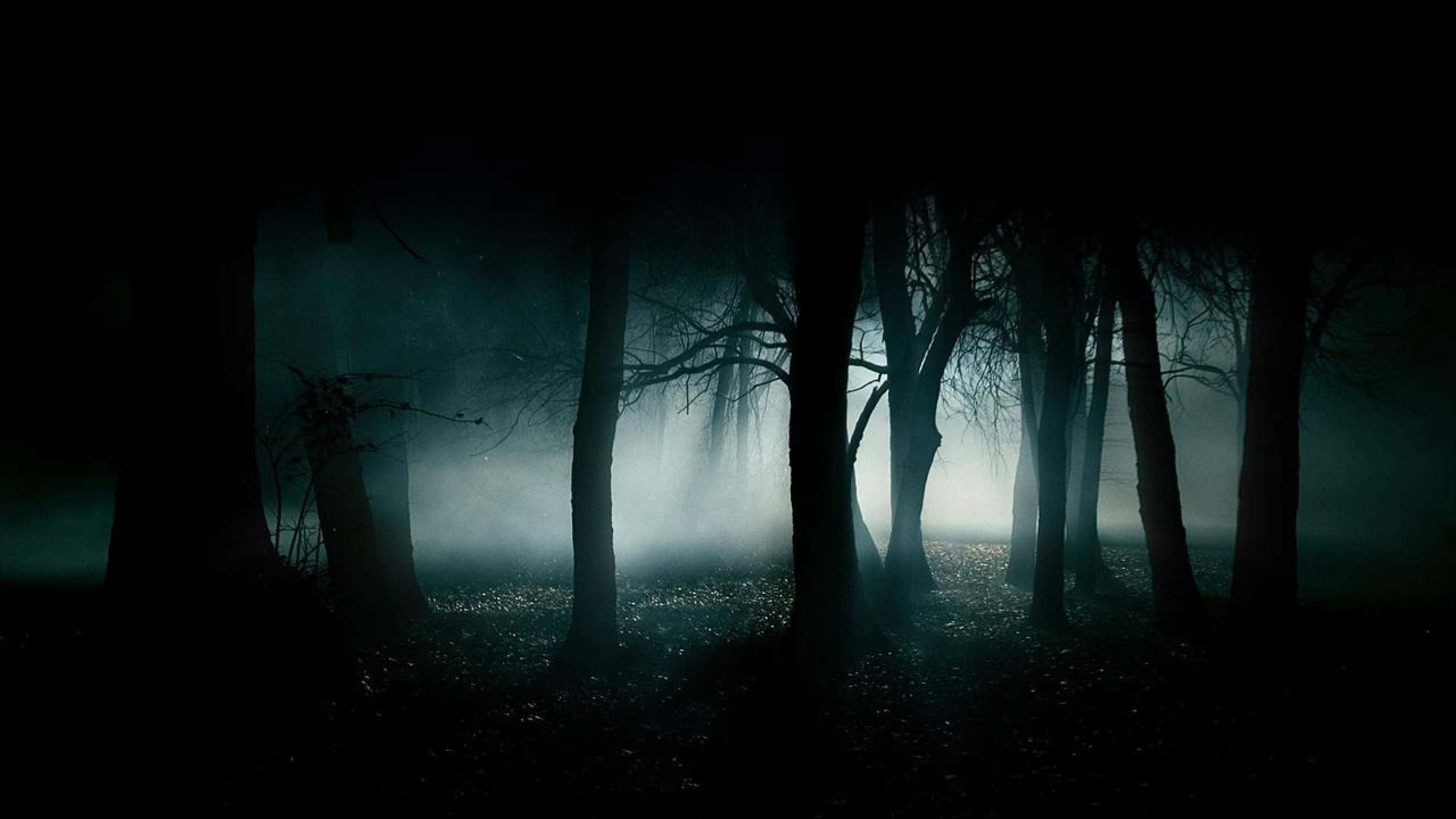 2560x1440 কালো ভুতুড়ে বন ওয়ালপেপার