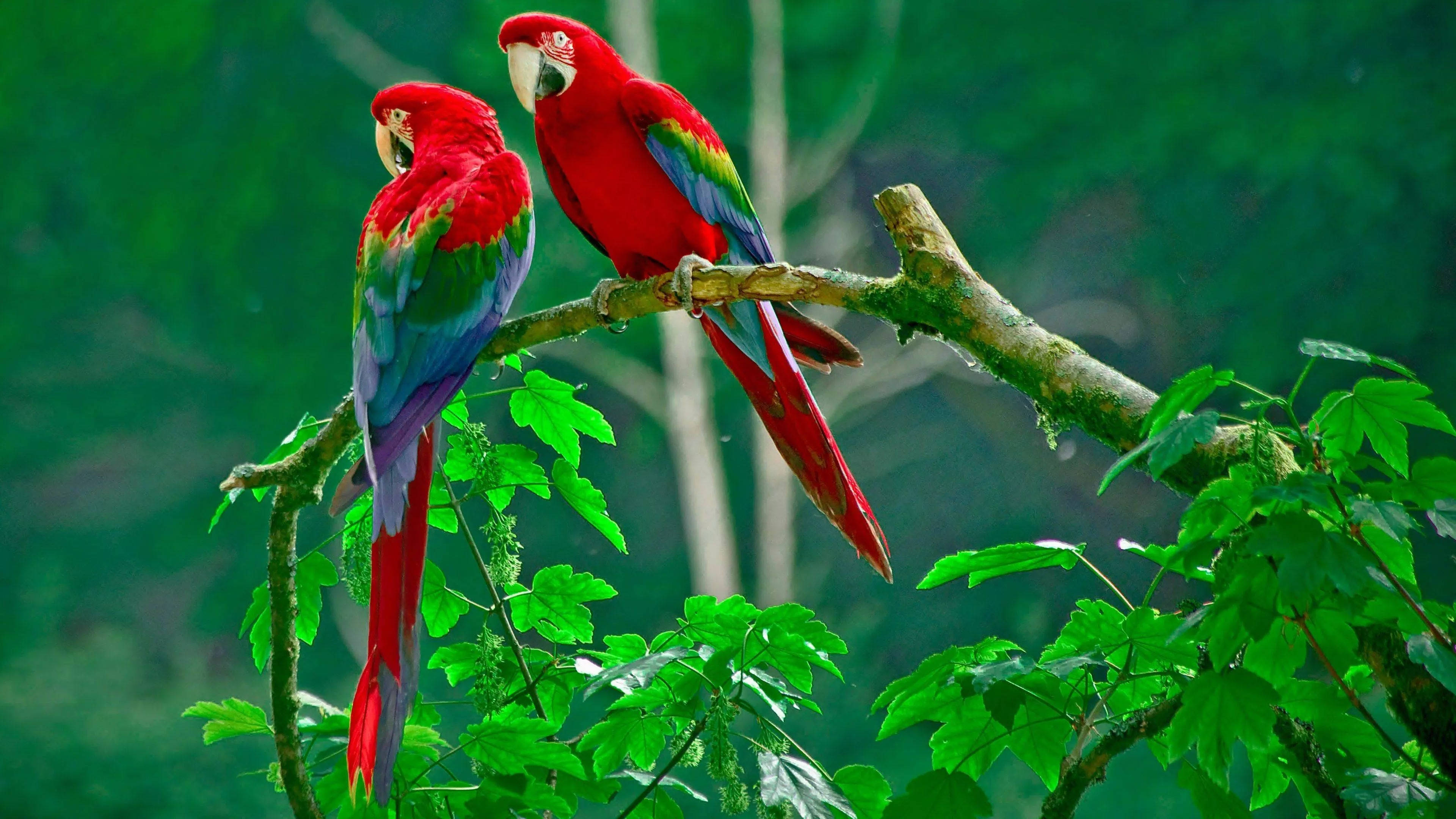 32K আল্ট্রা এইচডি প্রকৃতির ডালে বসা টিয়া পাখি ওয়ালপেপার