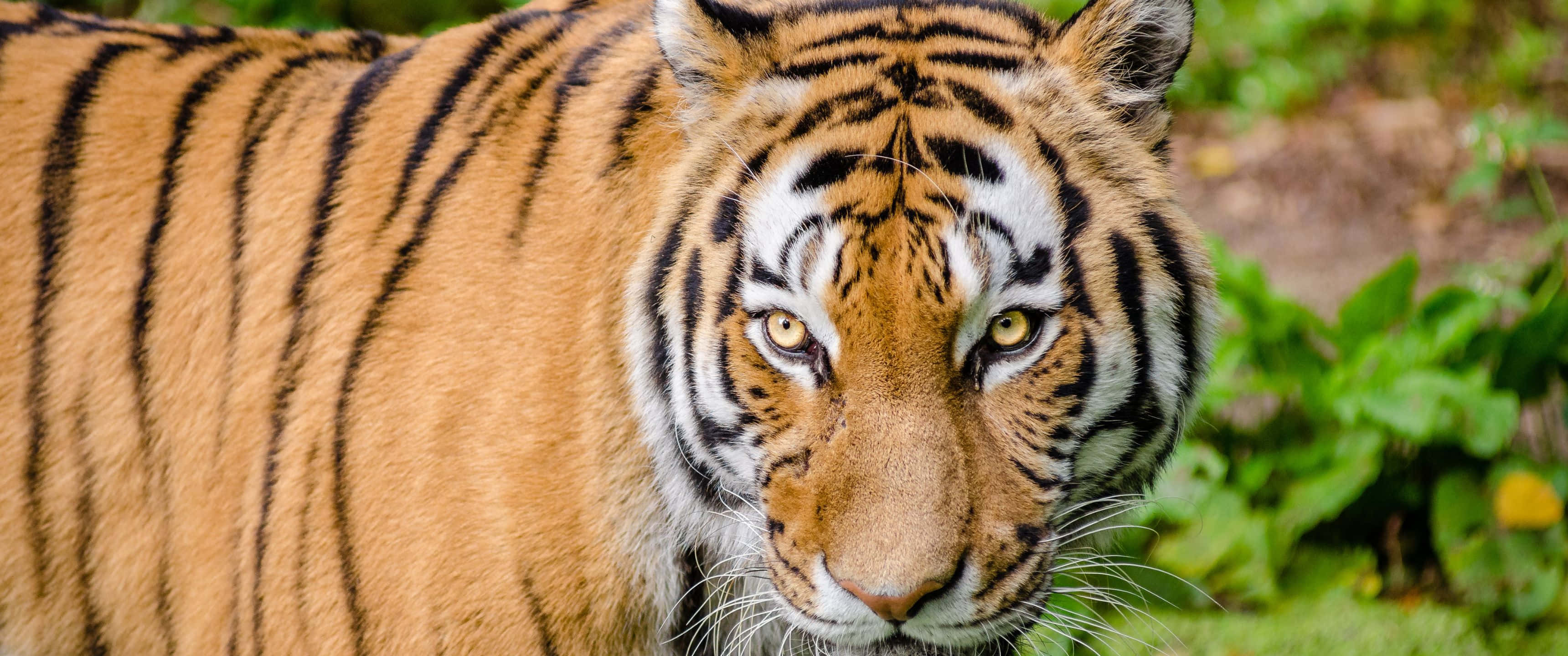 3440x1440 প্রাণী ডোরাকাটা বেঙ্গল টাইগার ওয়ালপেপার