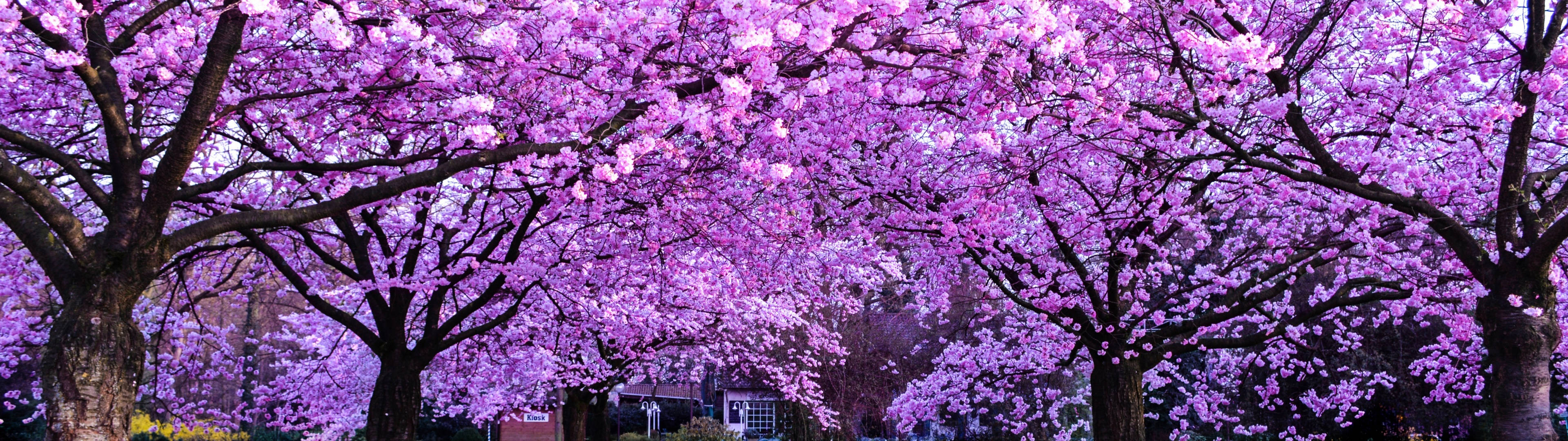 3840x1080 4K চেরি ব্লসম গাছ ওয়ালপেপার