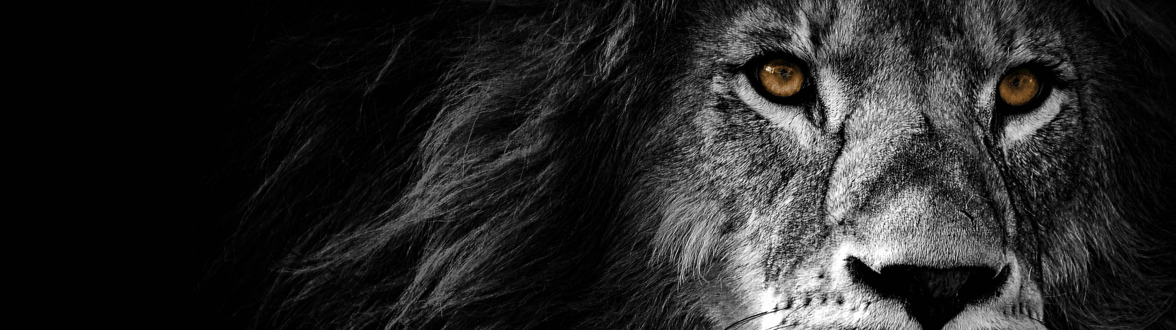 3840x1080 4K সোনালী চোখের সিংহ ওয়ালপেপার
