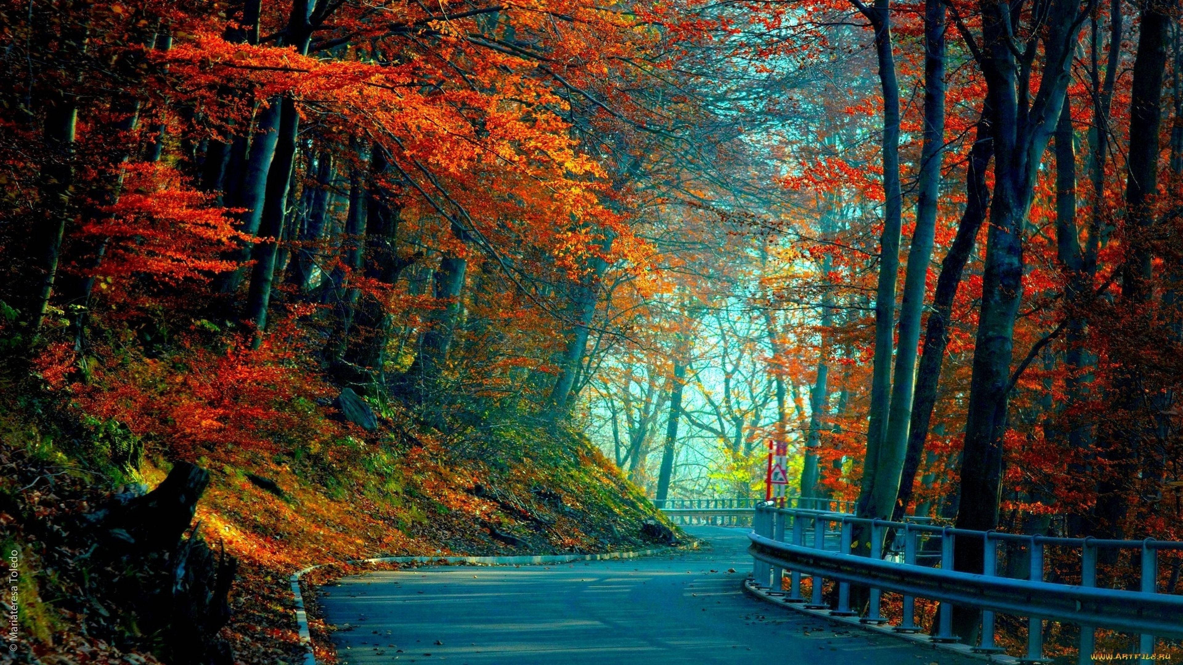 3840x2160 মনিটর বনের রাস্তা ওয়ালপেপার