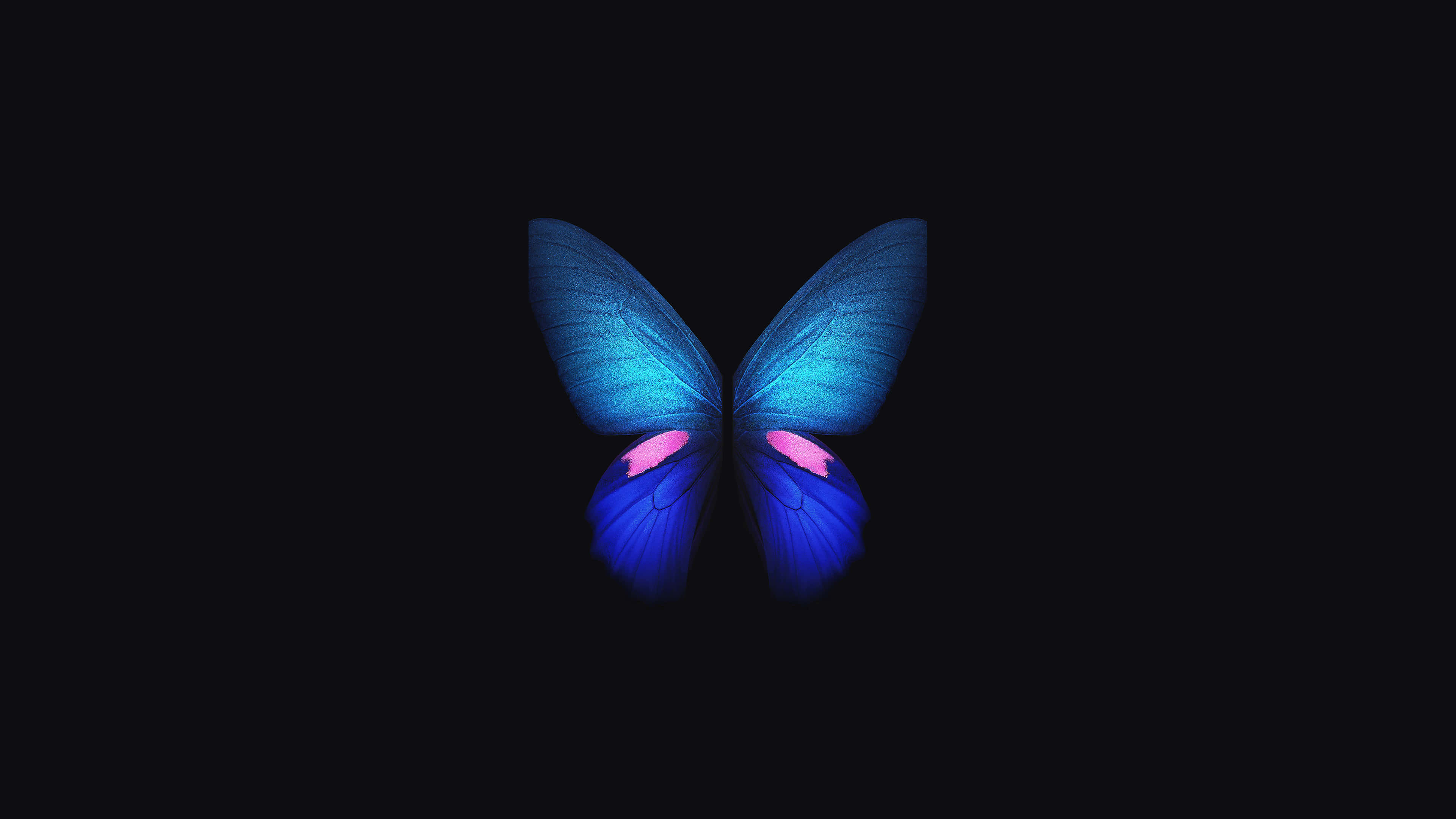 নীল প্রজাপতি 4K OLED ব্যাকগ্রাউন্ড ওয়ালপেপার