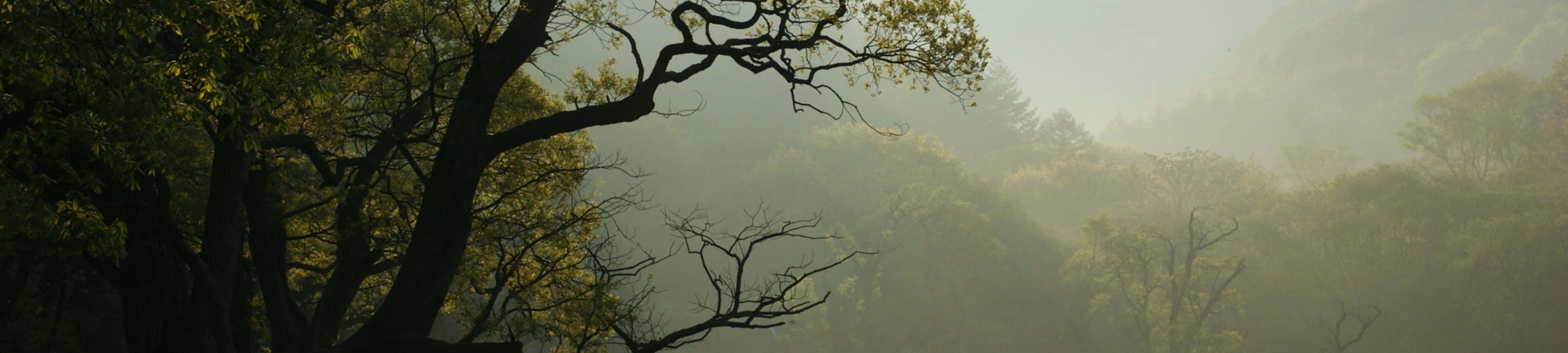 "4K-এ প্রকৃতির সৌন্দর্য অন্বেষণ করুন" ওয়ালপেপার