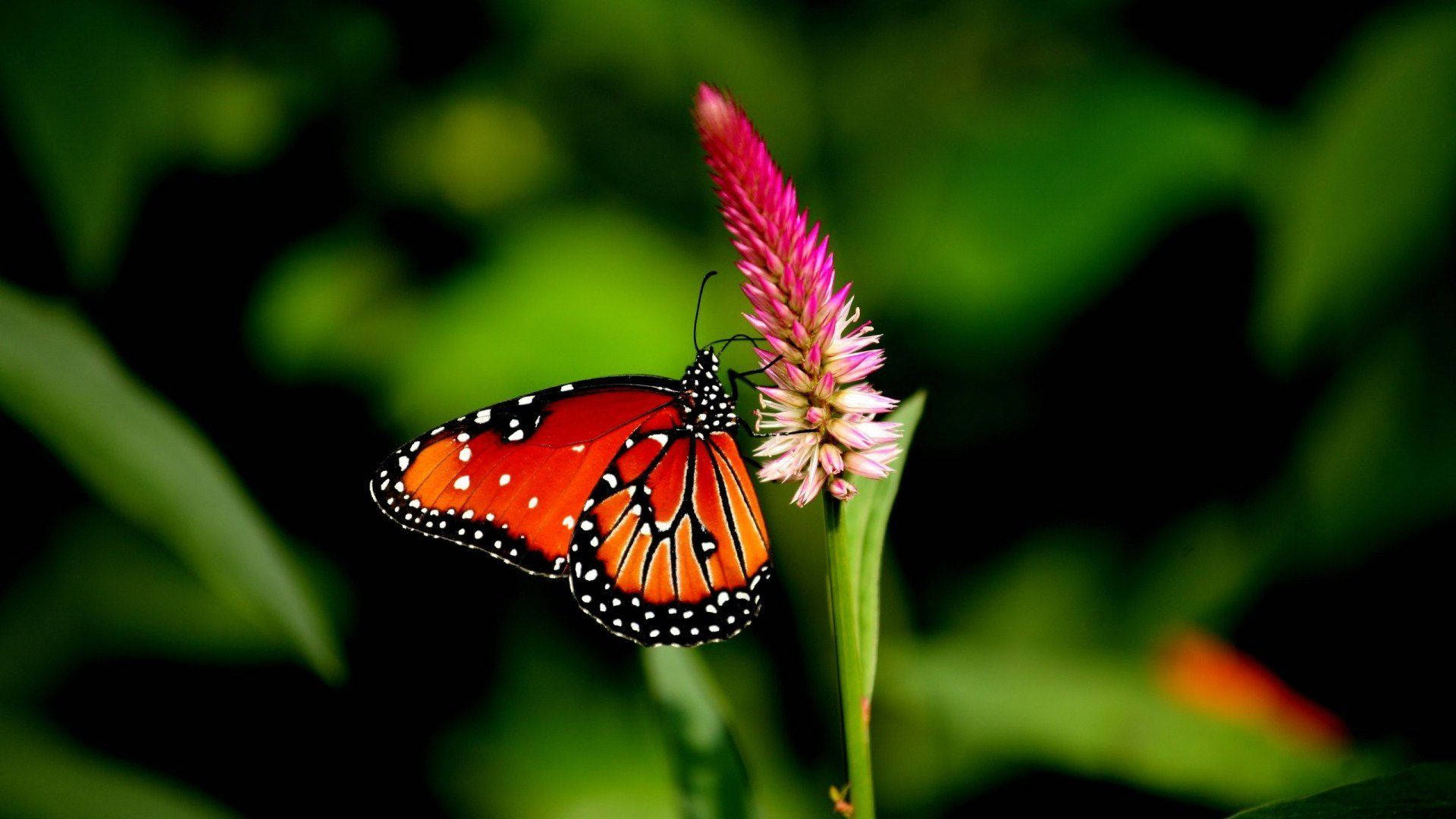 4K প্রকৃতি প্রজাপতি ওয়ালপেপার