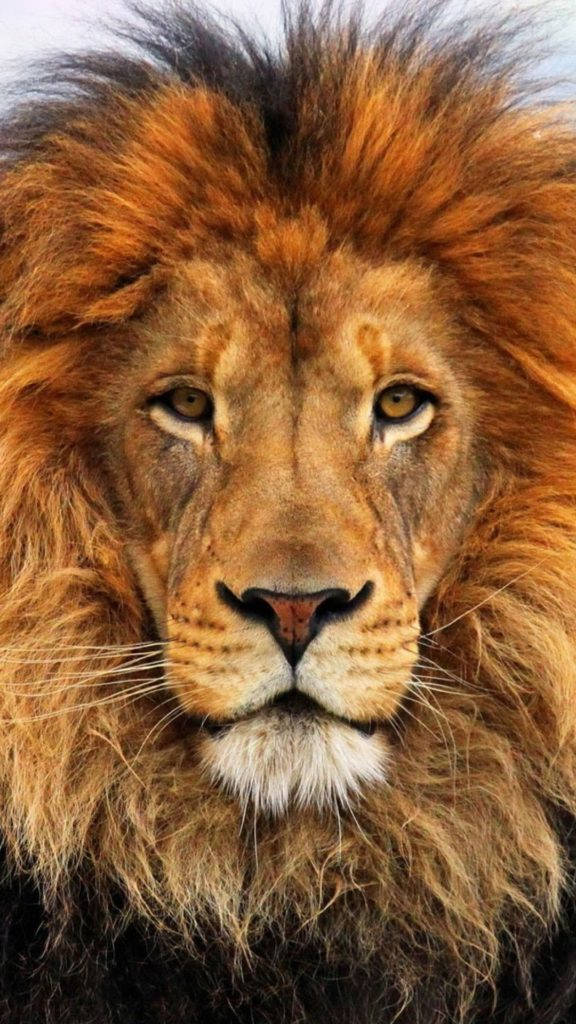 সিংহ আইফোন 6 ওয়ালপেপার