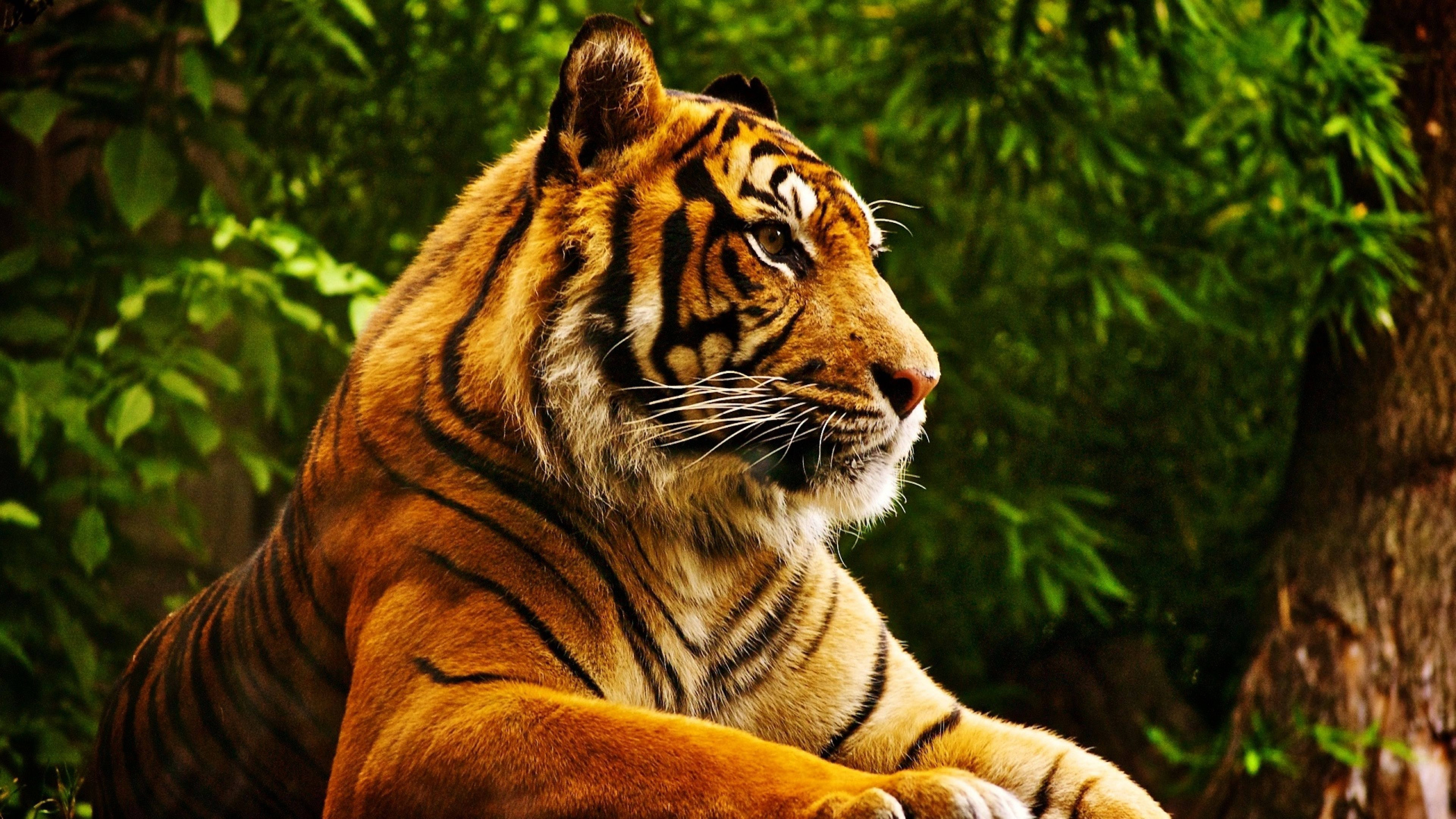 শক্তিশালী শিকারী 8K বাঘ UHD ওয়ালপেপার
