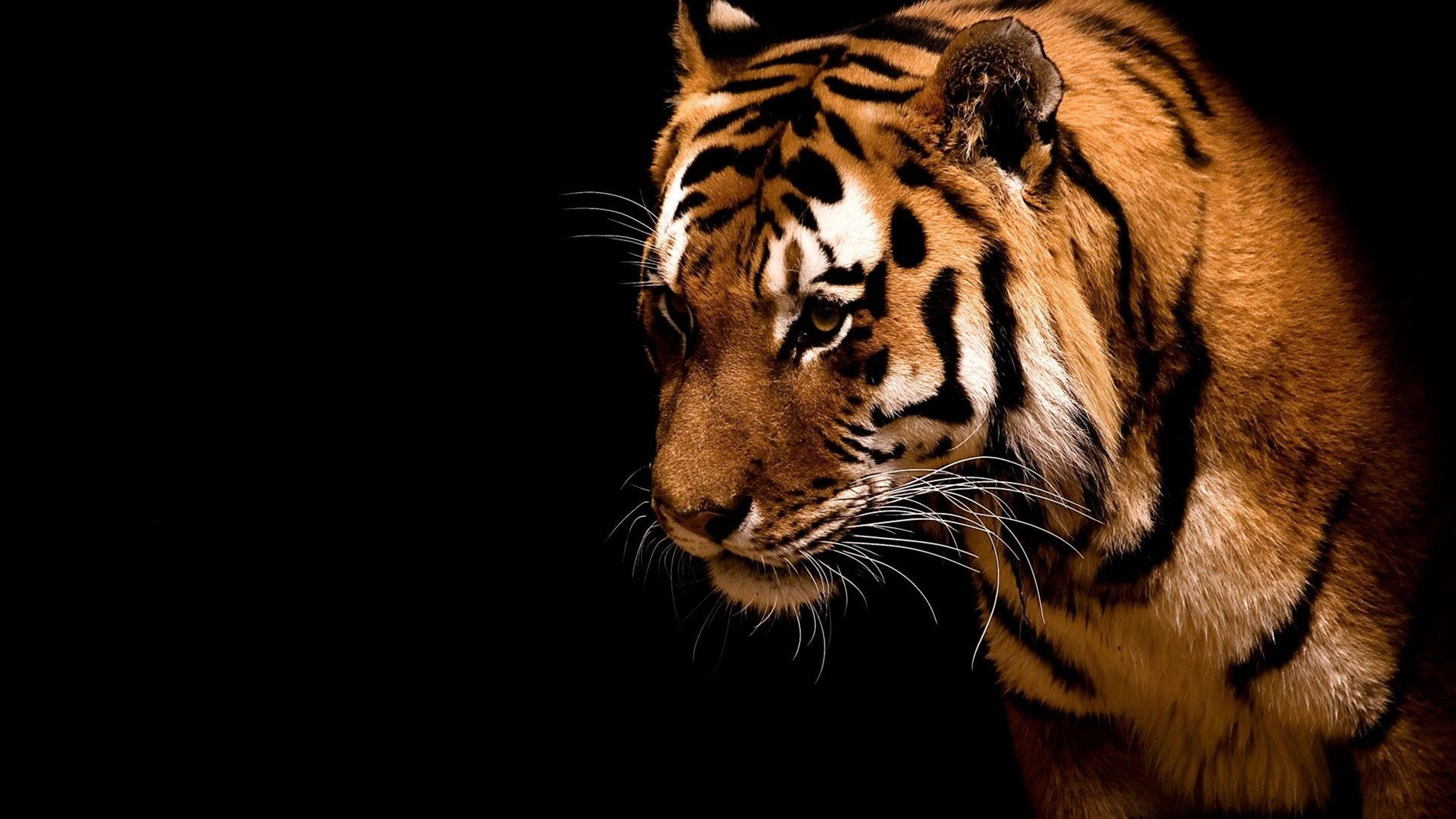 শীর্ষ শিকারি প্রাণী 8K টাইগার UHD ওয়ালপেপার