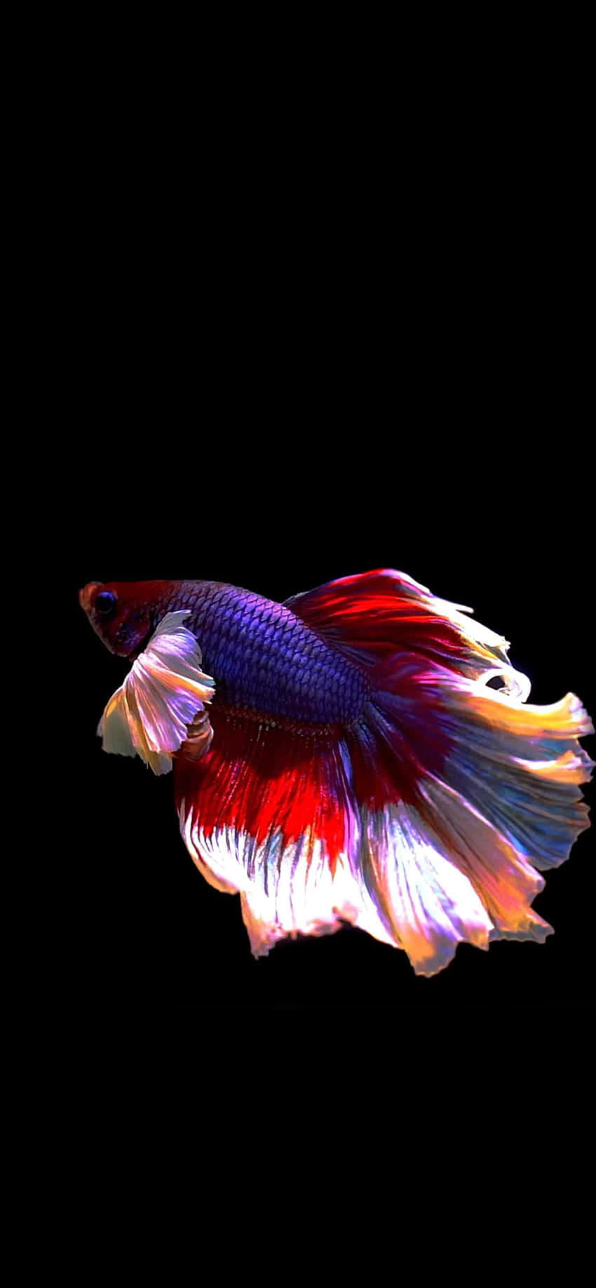লাল এবং সাদা Betta Android মাছ ব্যাকগ্রাউন্ড ওয়ালপেপার