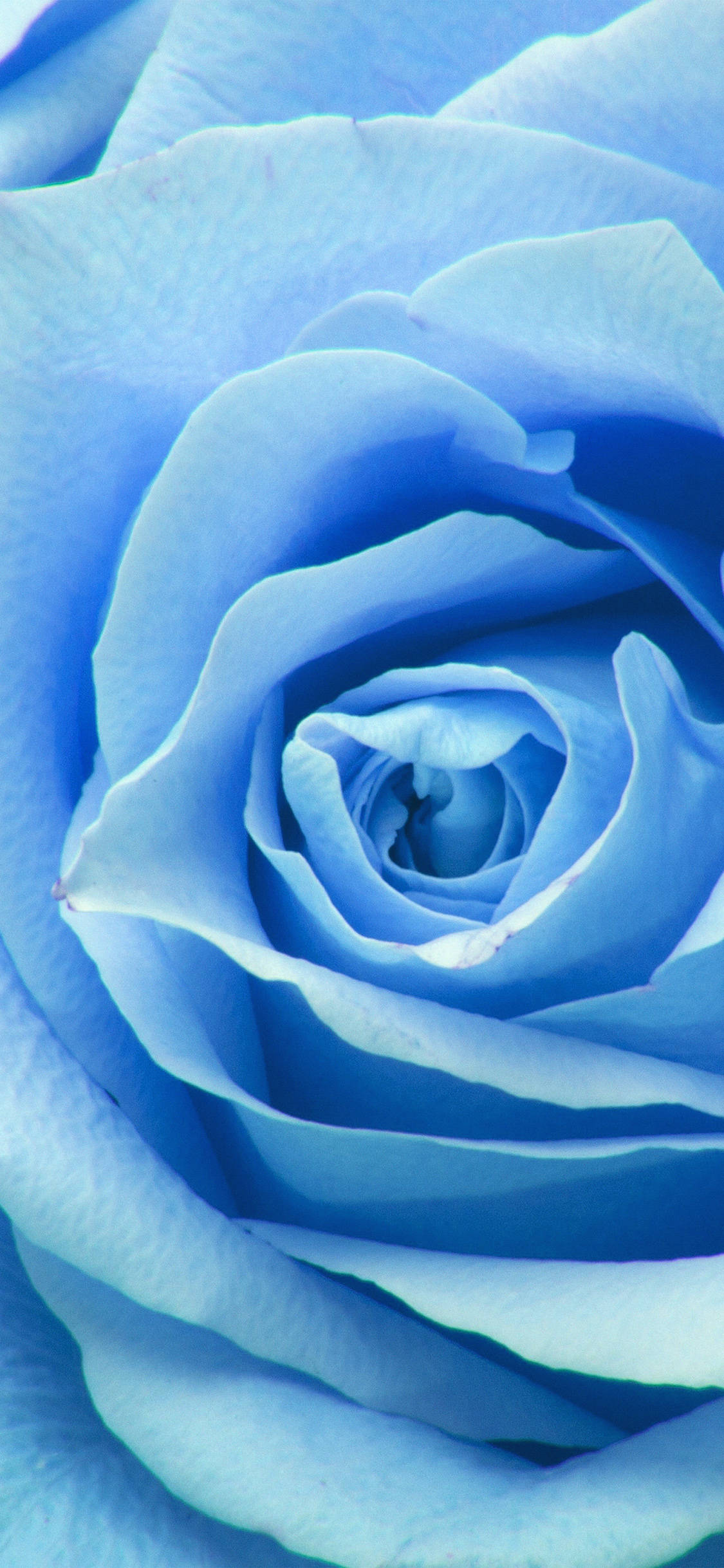 Bright and Beautiful Zoom Flower Unfolding ওয়ালপেপার