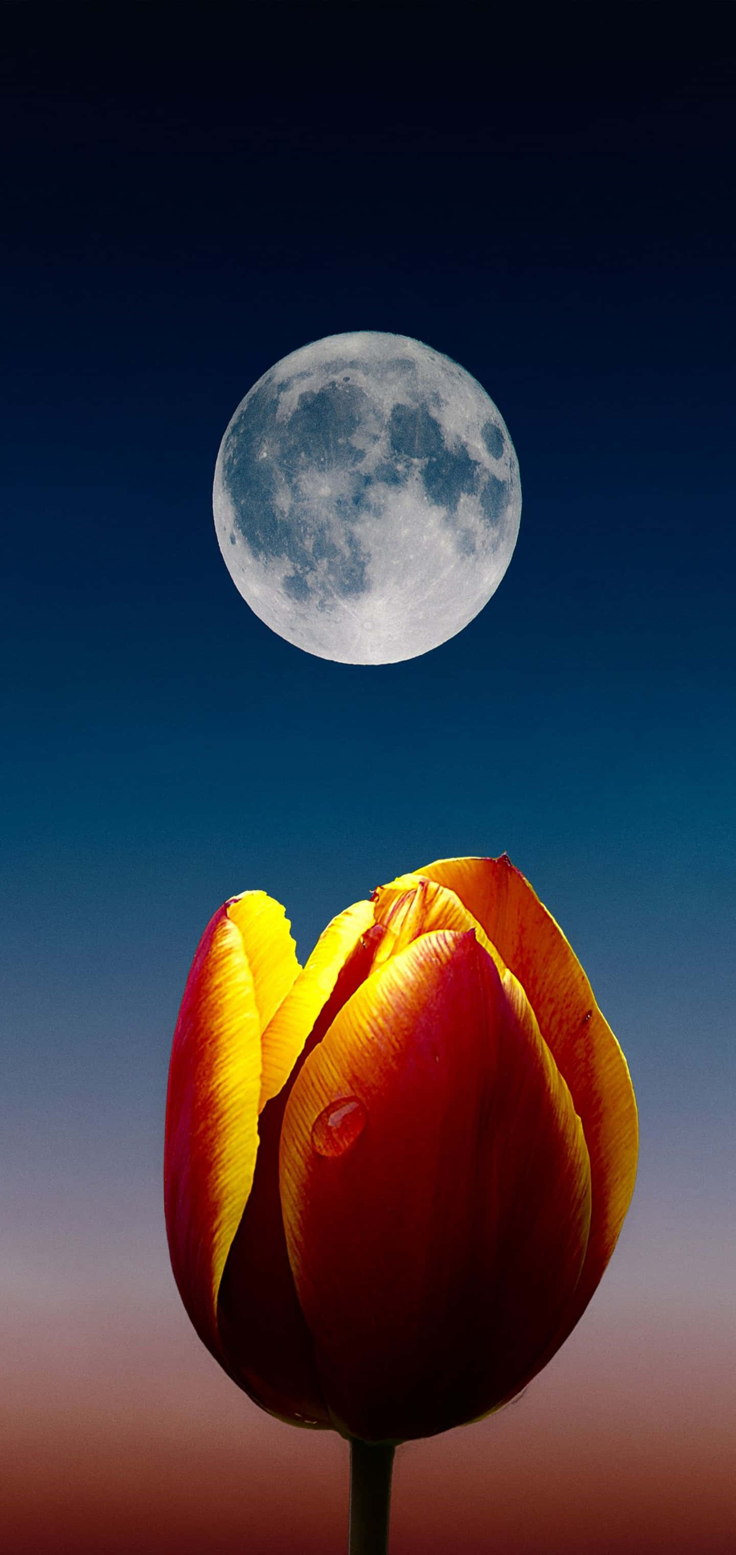Galaxy S10 Plus ব্যাকগ্রাউন্ড ওয়ালপেপার