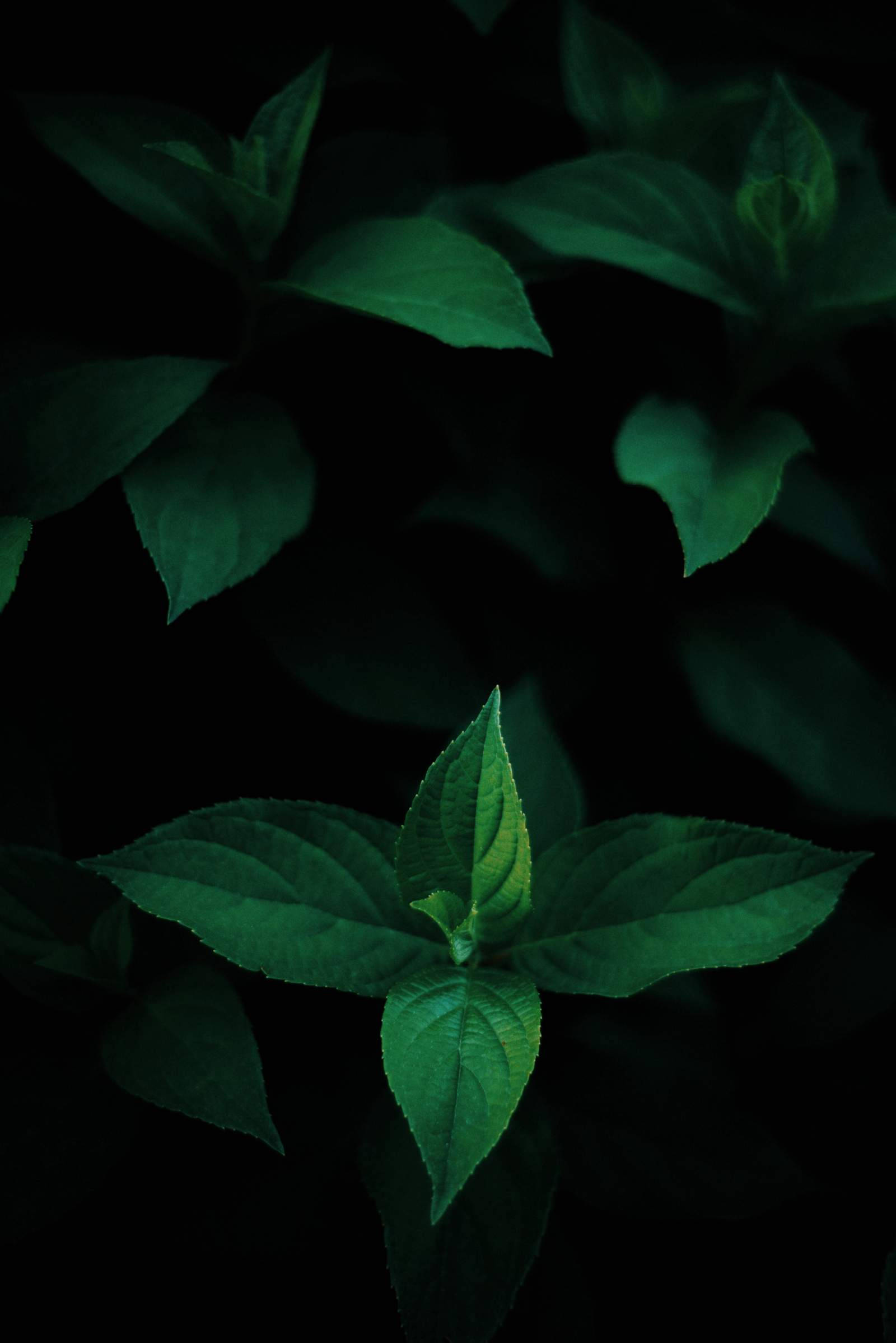 Green Leaves OLED ওয়ালপেপার