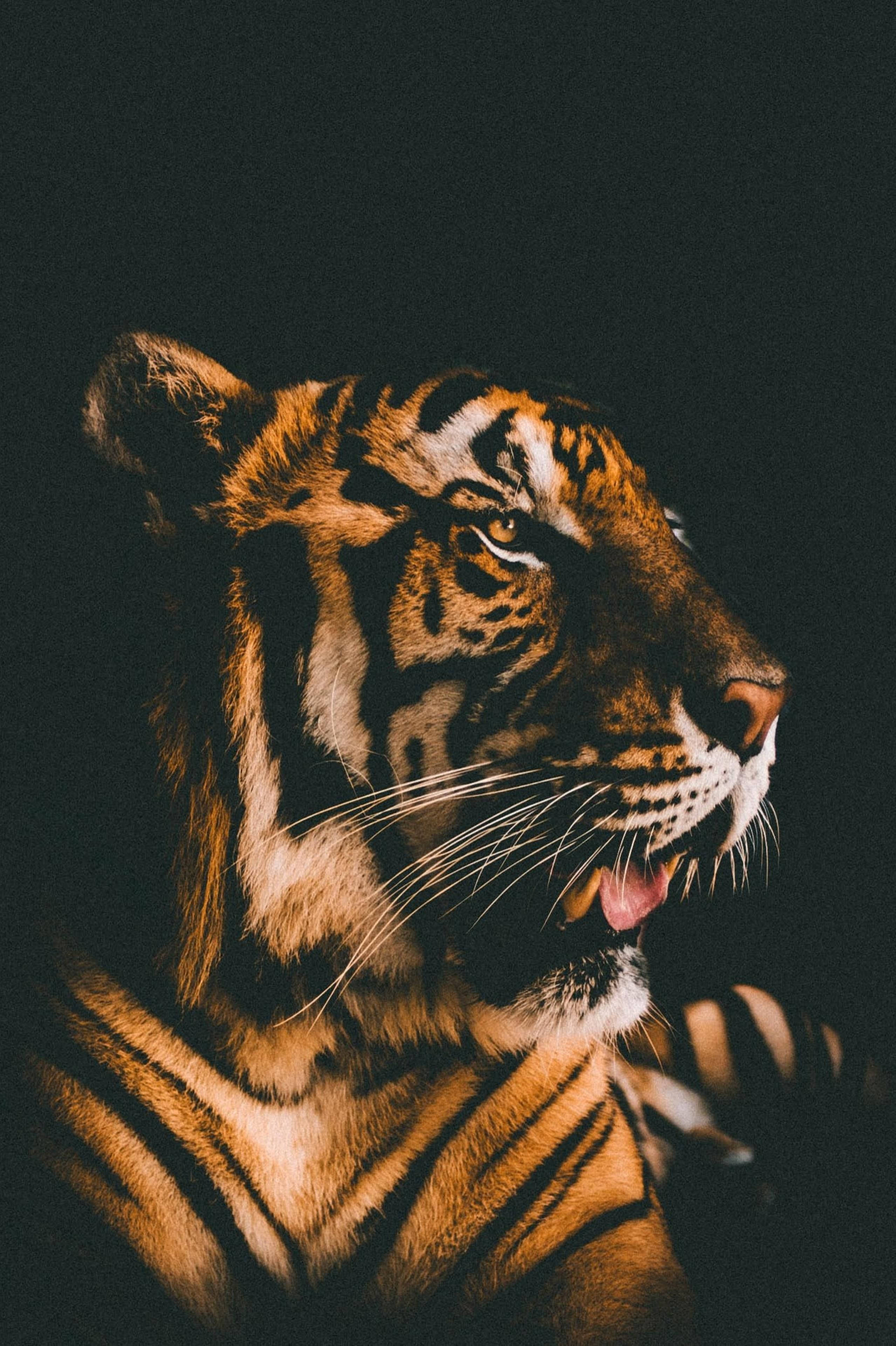 Harimau ফিল্ম ফিল্টার ওয়ালপেপার