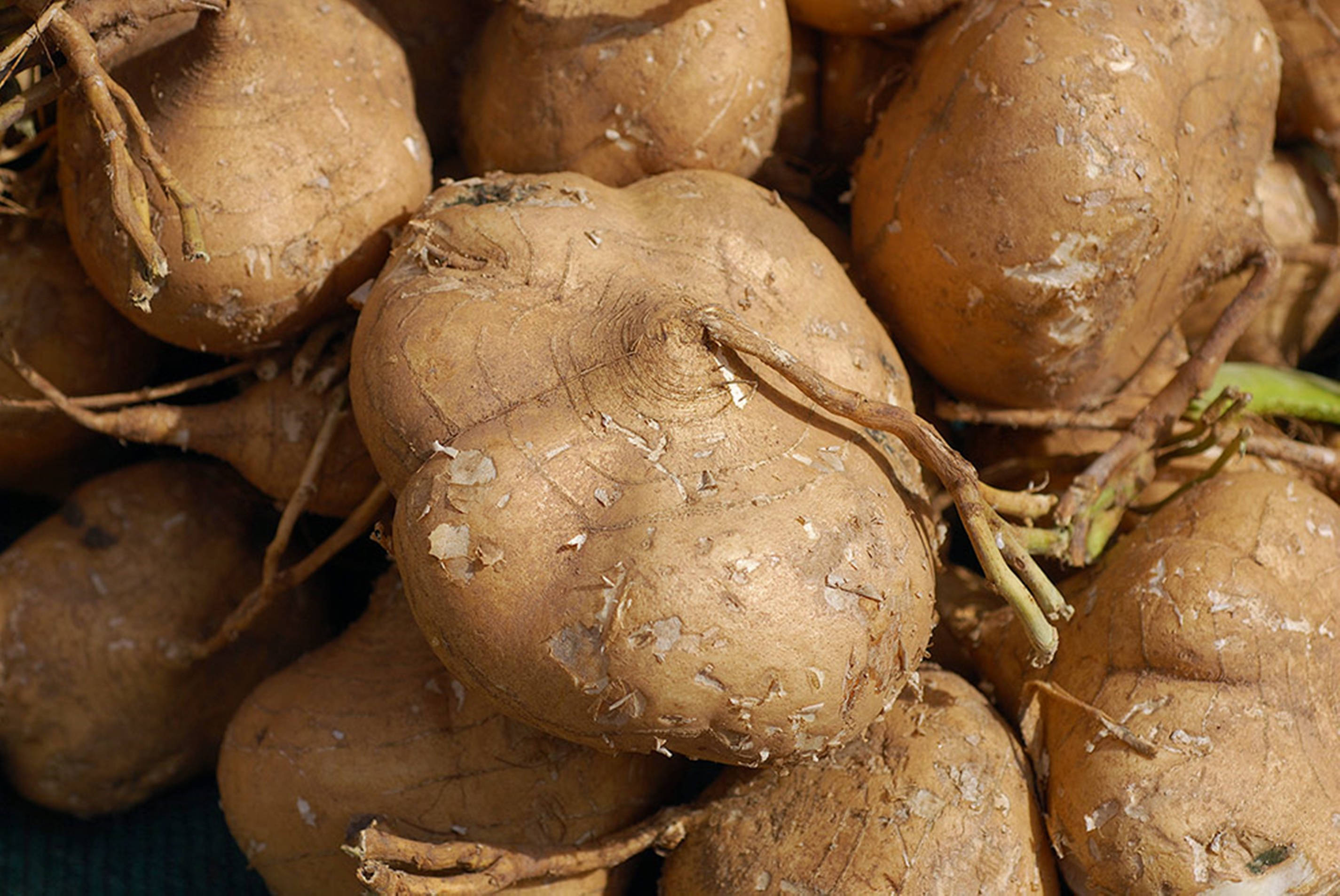 harvested jicama root crops ওয়ালপেপার