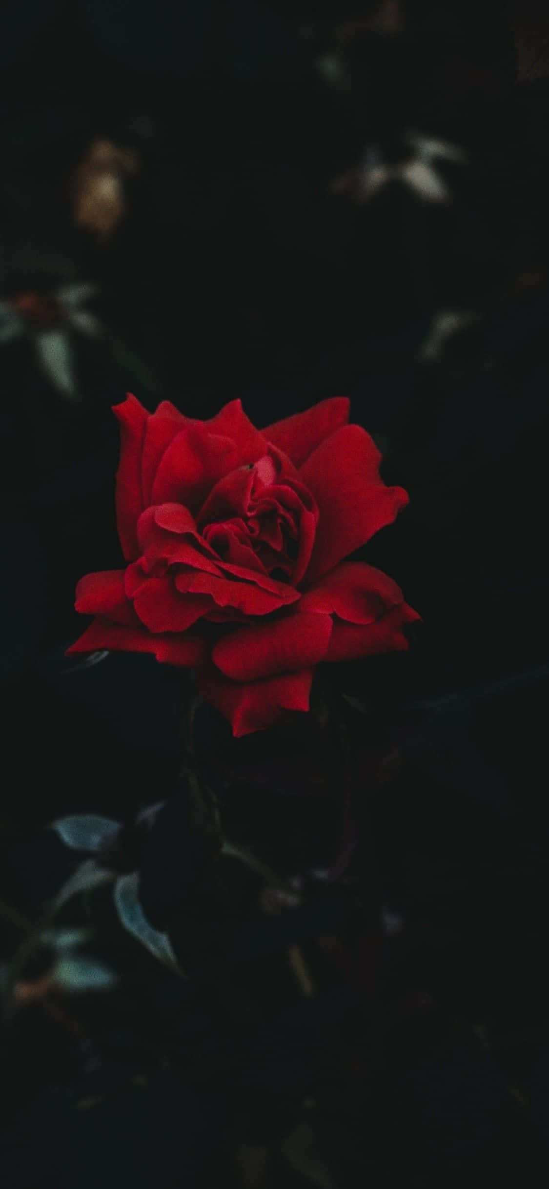 iPhone 11 লাল গোলাপ ওয়ালপেপার