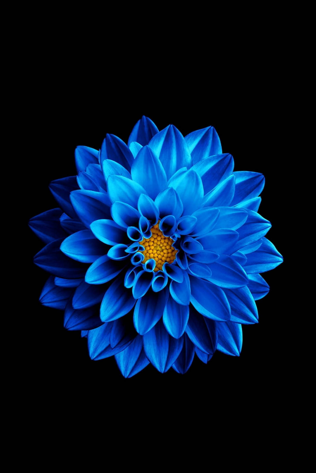 নীল পদ্ম ফুল iPhone 4s ওয়ালপেপার