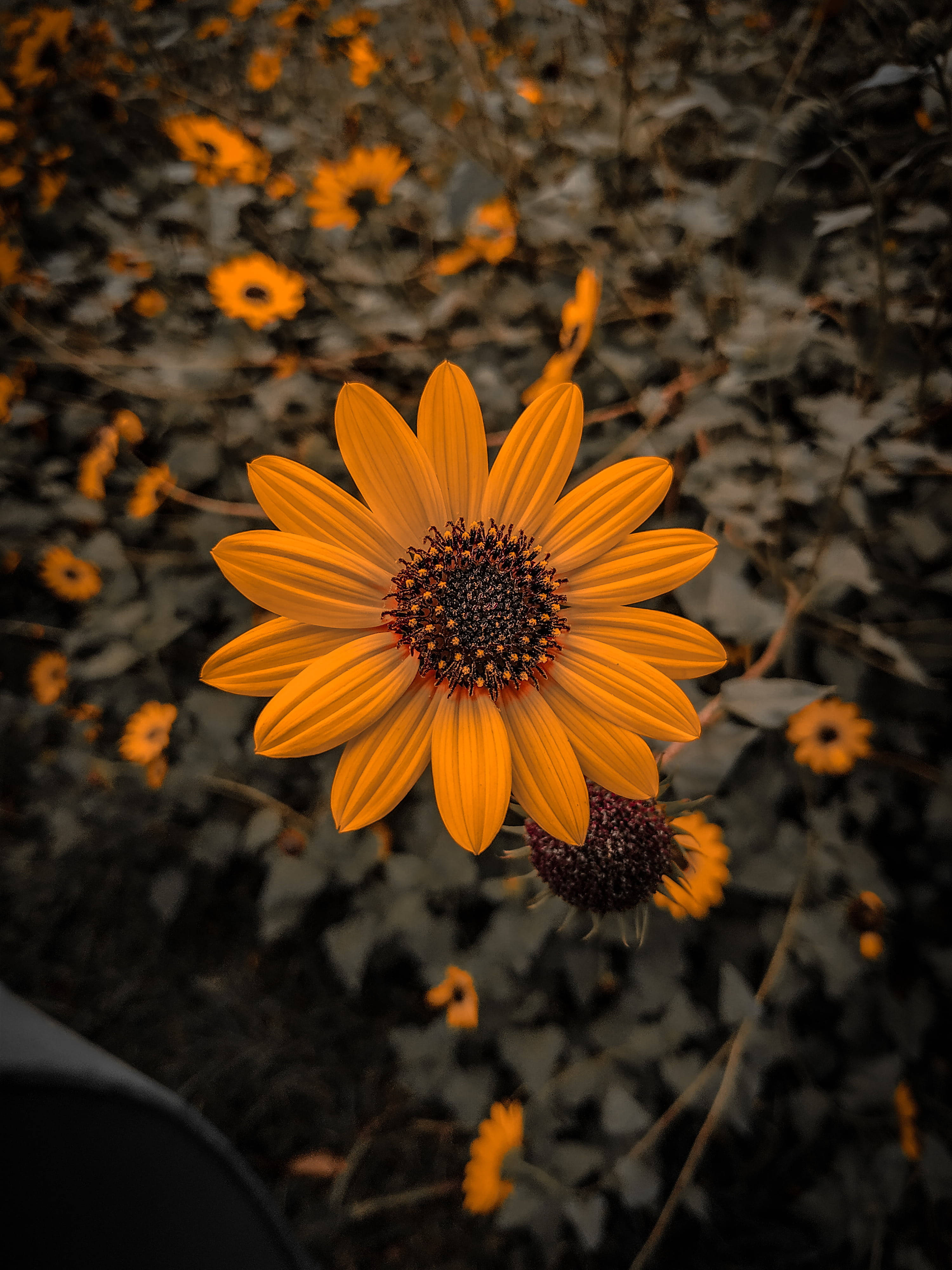 সুন্দর সাধারণ সূর্যমুখী iPhone X প্রকৃতি ওয়ালপেপার