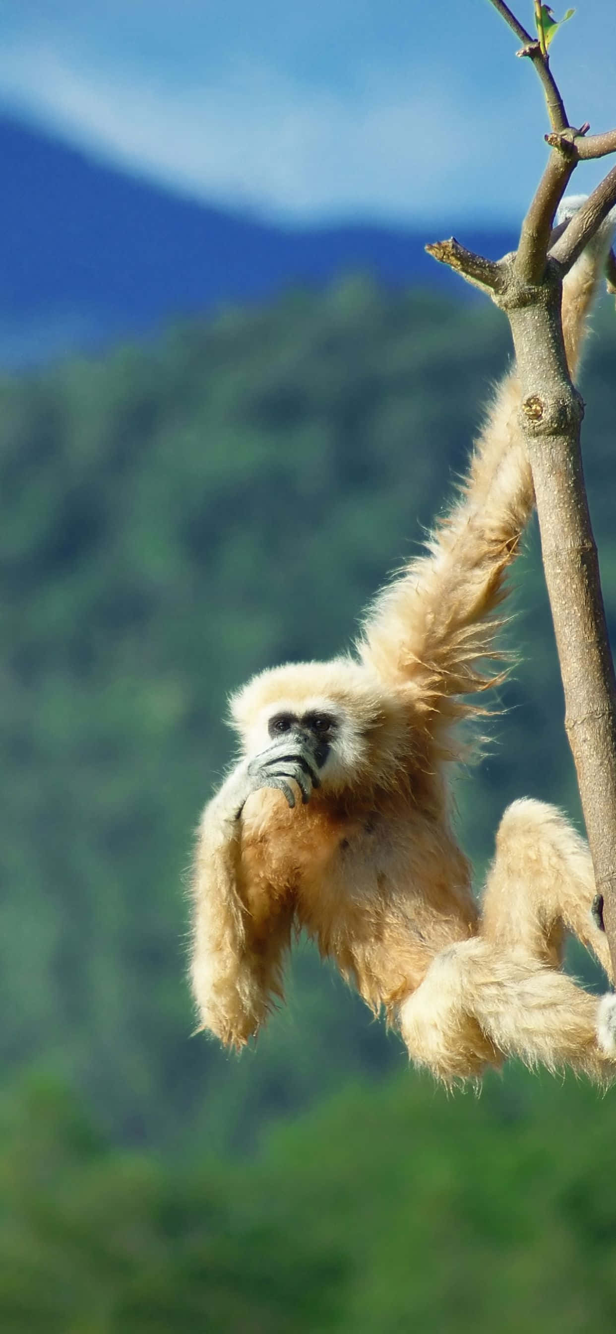 নিখুঁত ফোন - iPhone Xs Max Gibbon ওয়ালপেপার