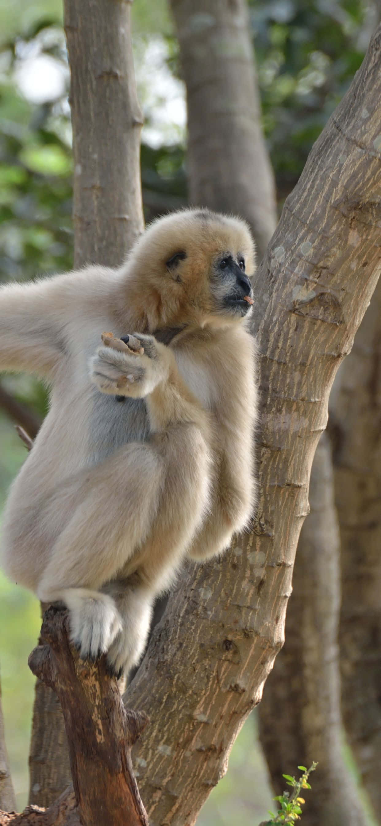 iPhone Xs Max এবং একটি Gibbon-এর শ্বাসরুদ্ধকর দৃশ্য ওয়ালপেপার