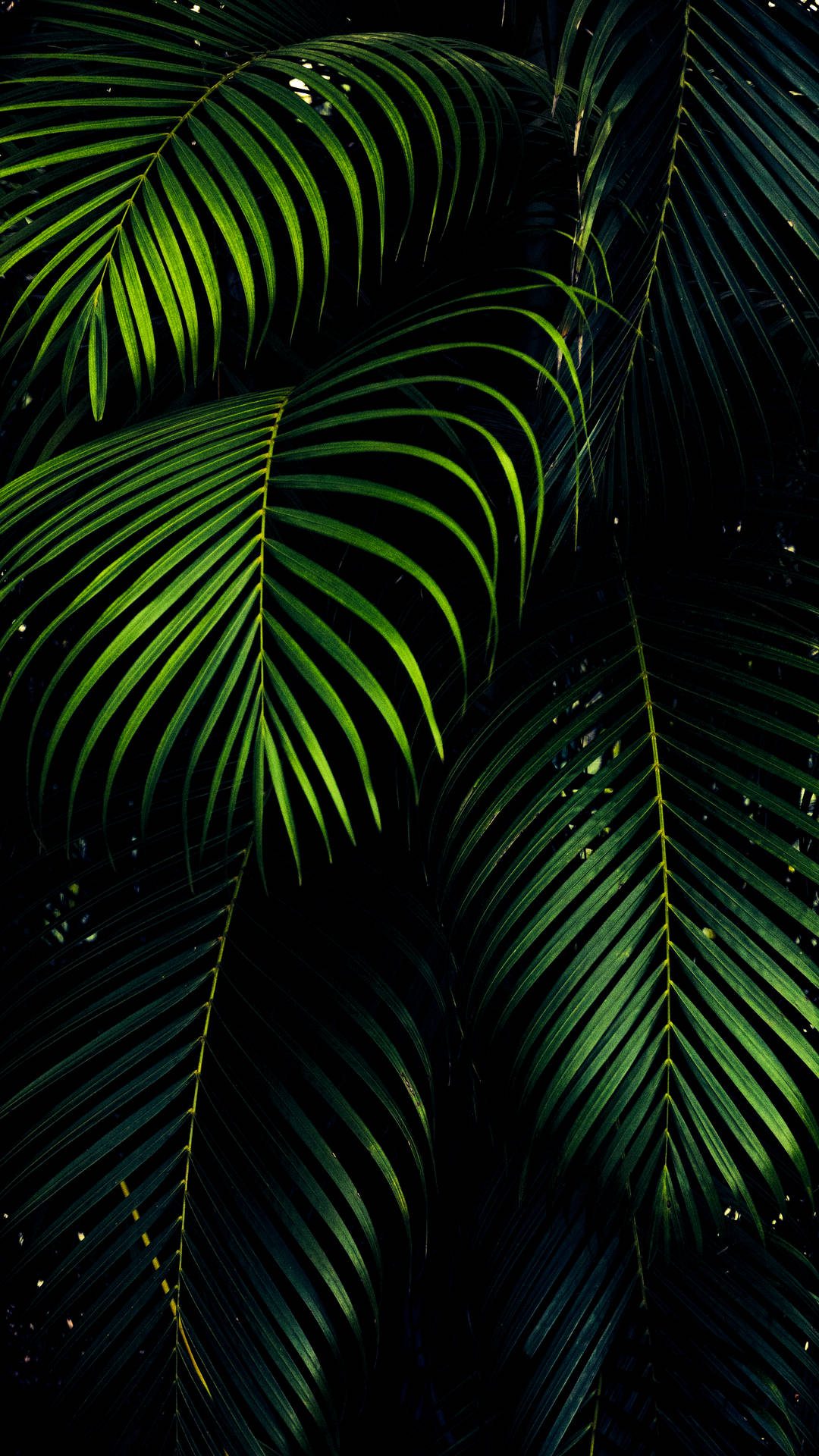 iPhone XS Max OLED 3D পাম পাতা ওয়ালপেপার