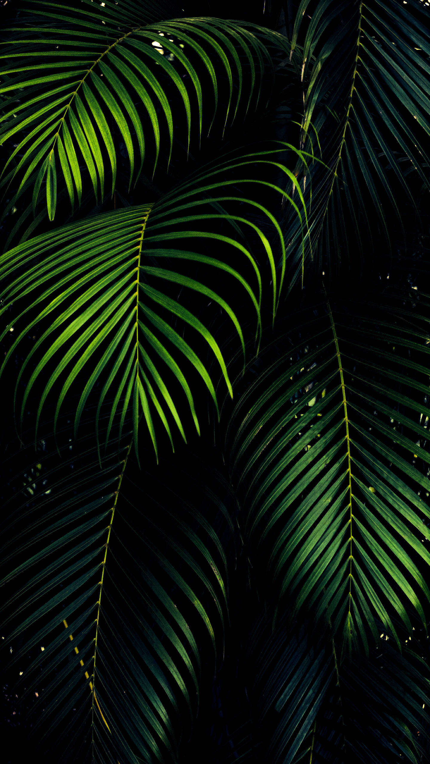 iPhone XS Max OLED 3D পাম পাতা ওয়ালপেপার