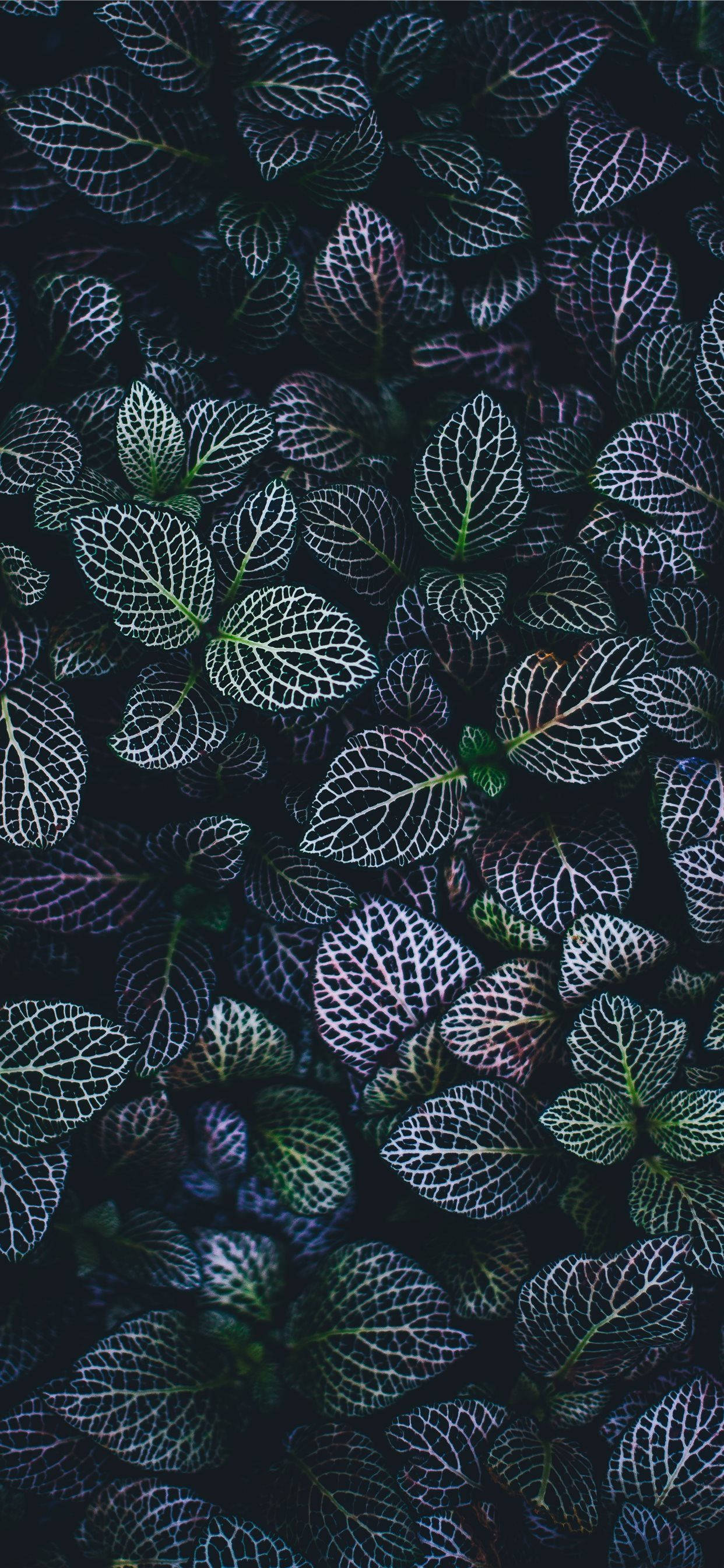 Keep Your Home Screen Fresh with a Plants iPhone Wallpaper ওয়ালপেপার