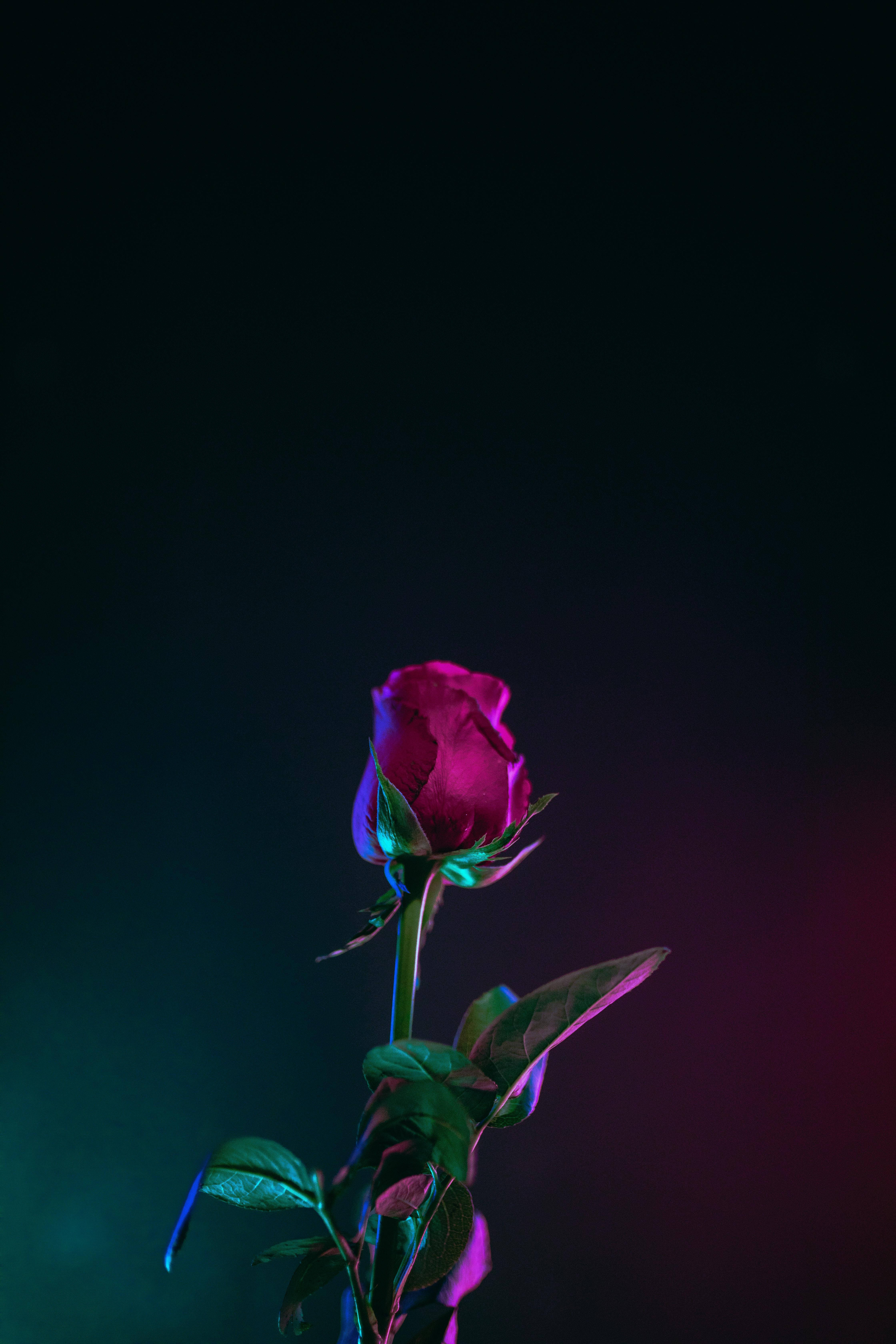 সেরা OLED গোলাপ নিয়ন লাইট ওয়ালপেপার