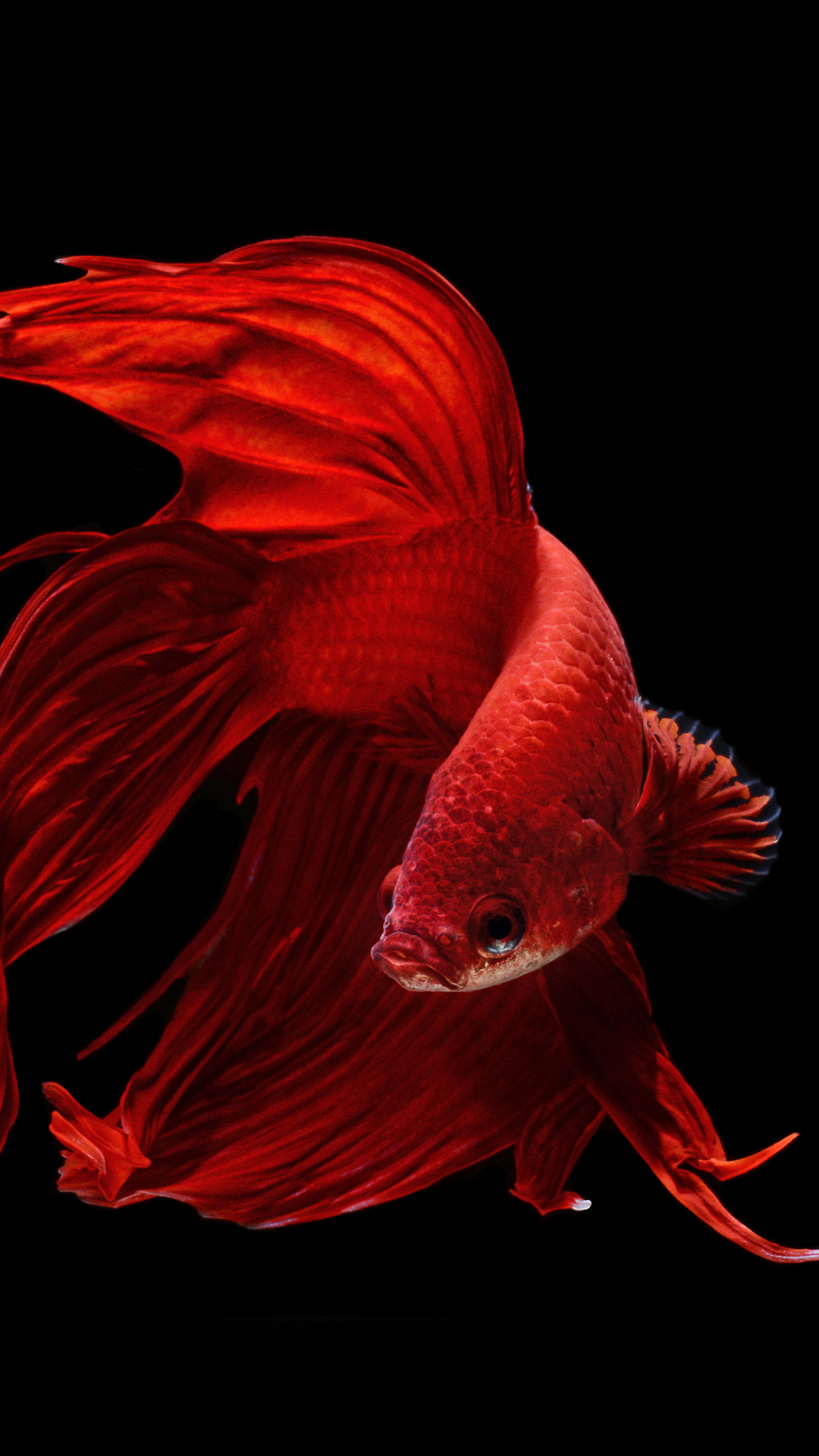 OLED Streamlined Goldfish ওয়ালপেপার