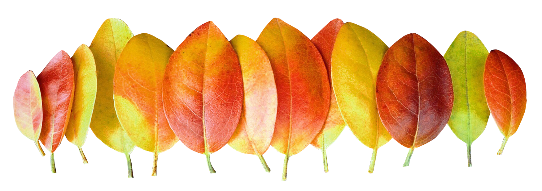 শরতের পাতার রঙের গ্রেডিয়েন্ট.PNG ওয়ালপেপার