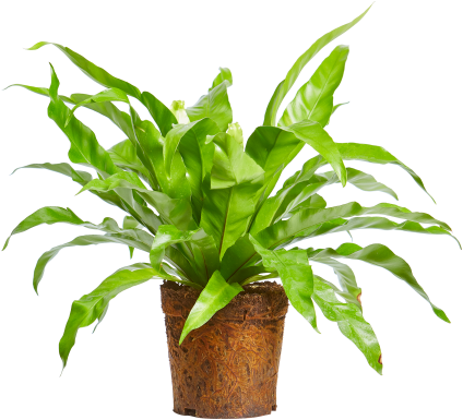 পাত্রে সবুজ ইনডোর প্ল্যান্ট.PNG ওয়ালপেপার