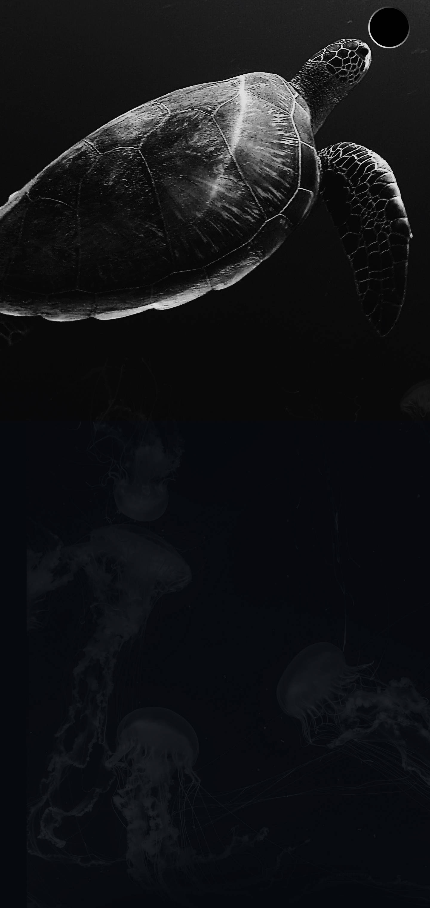 S10+ ডার্ক টার্টল ওয়ালপেপার