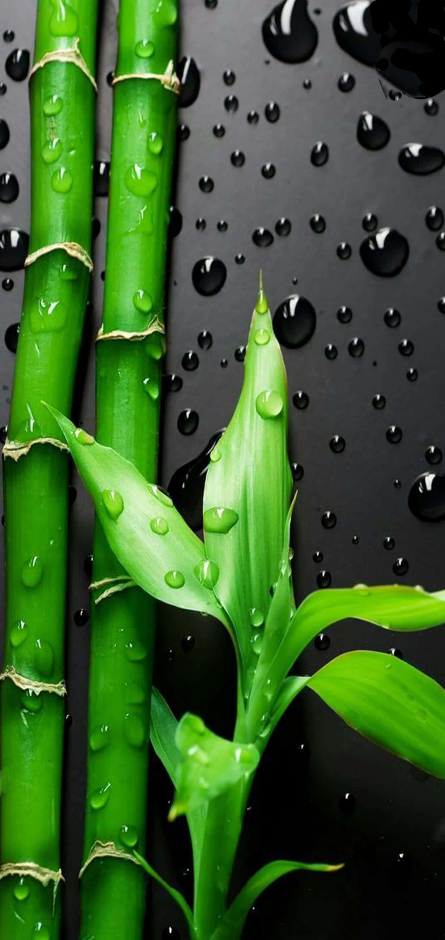 গ্যালাক্সি S10 প্লাস ছবি ওয়ালপেপার