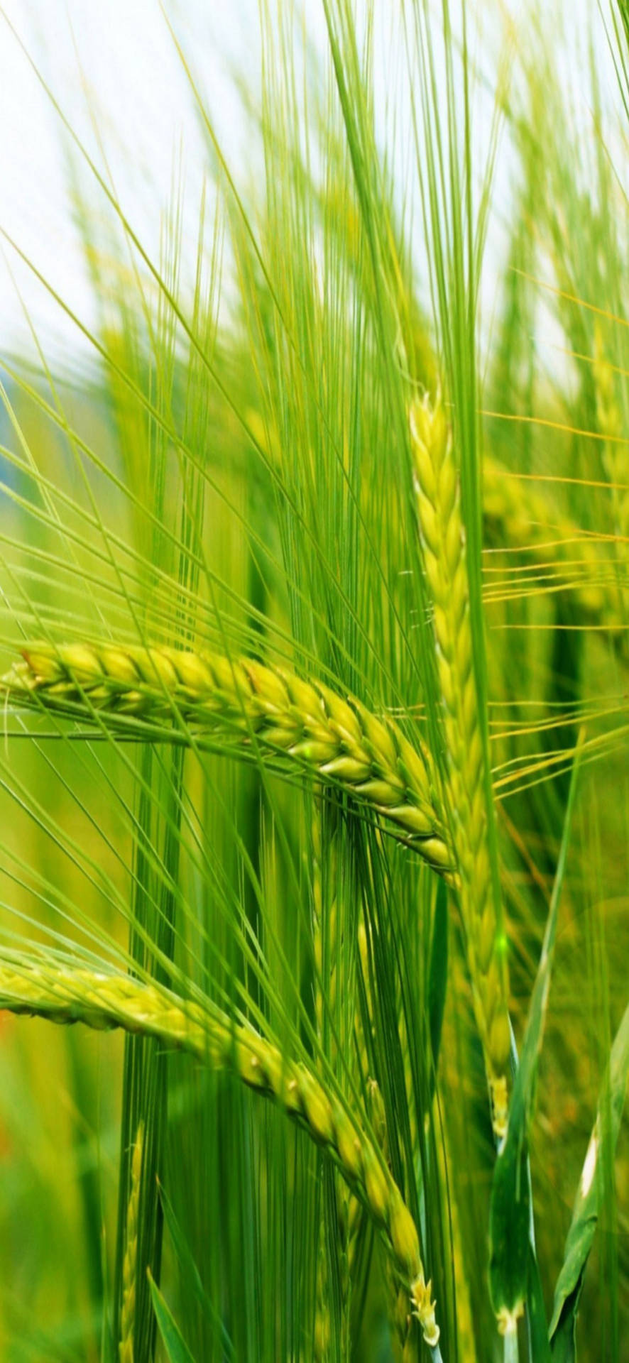 Samsung Galaxy S22 বার্লি ওয়ালপেপার