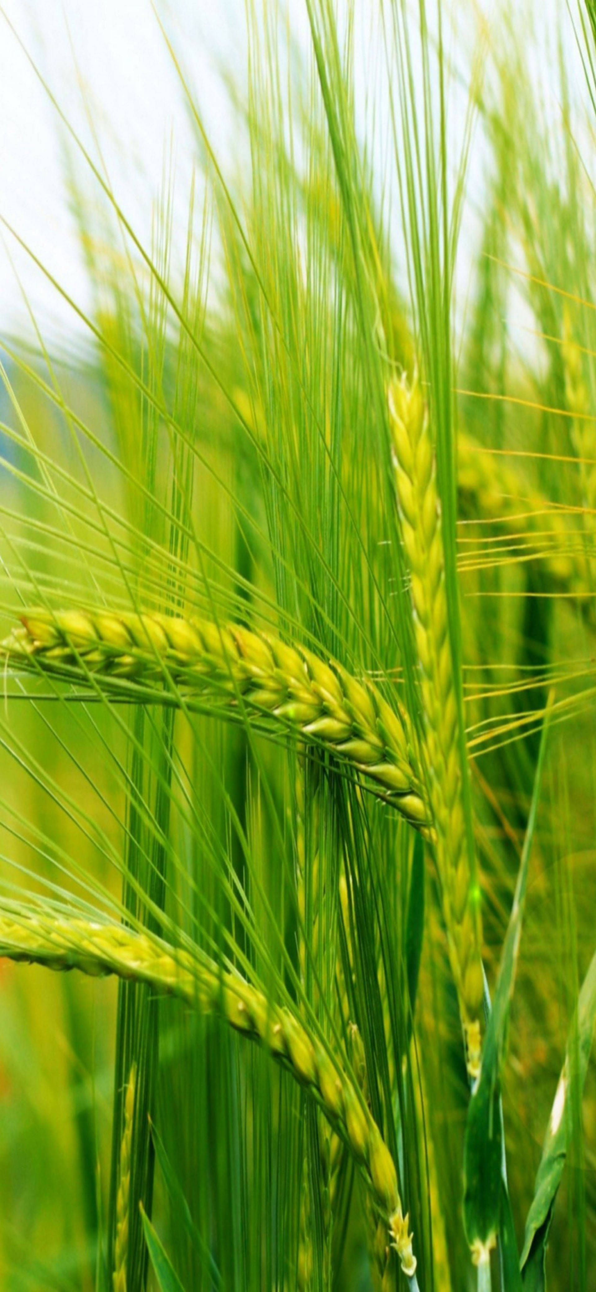 Samsung Galaxy S22 বার্লি ওয়ালপেপার