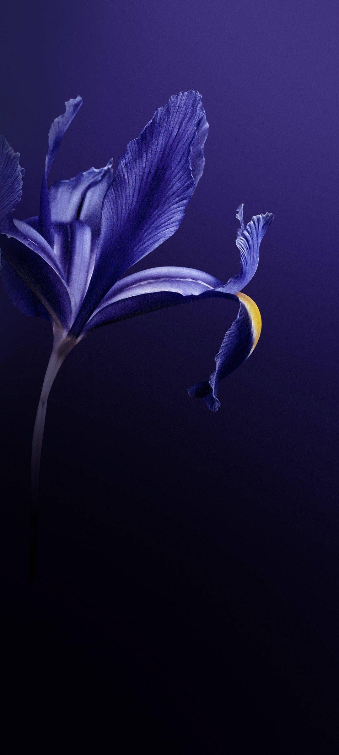 Vivo V20 বেগুনি ফুল ওয়ালপেপার