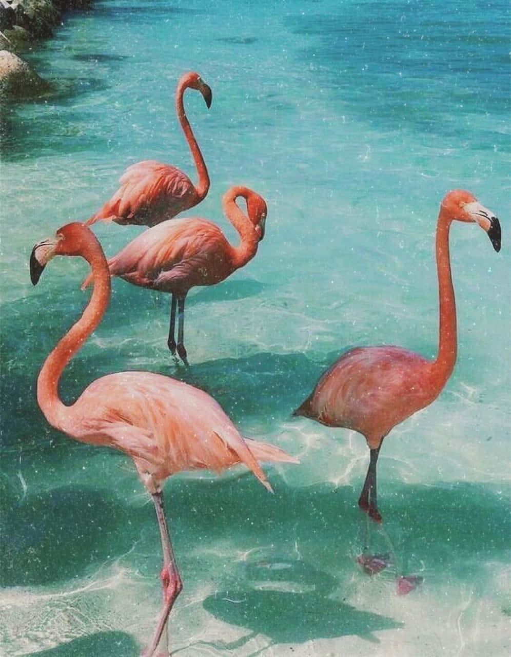 অসাধারণ গ্রীষ্মের নান্দনিকতায় আপনার মনকে সতেজ করুন। ওয়ালপেপার