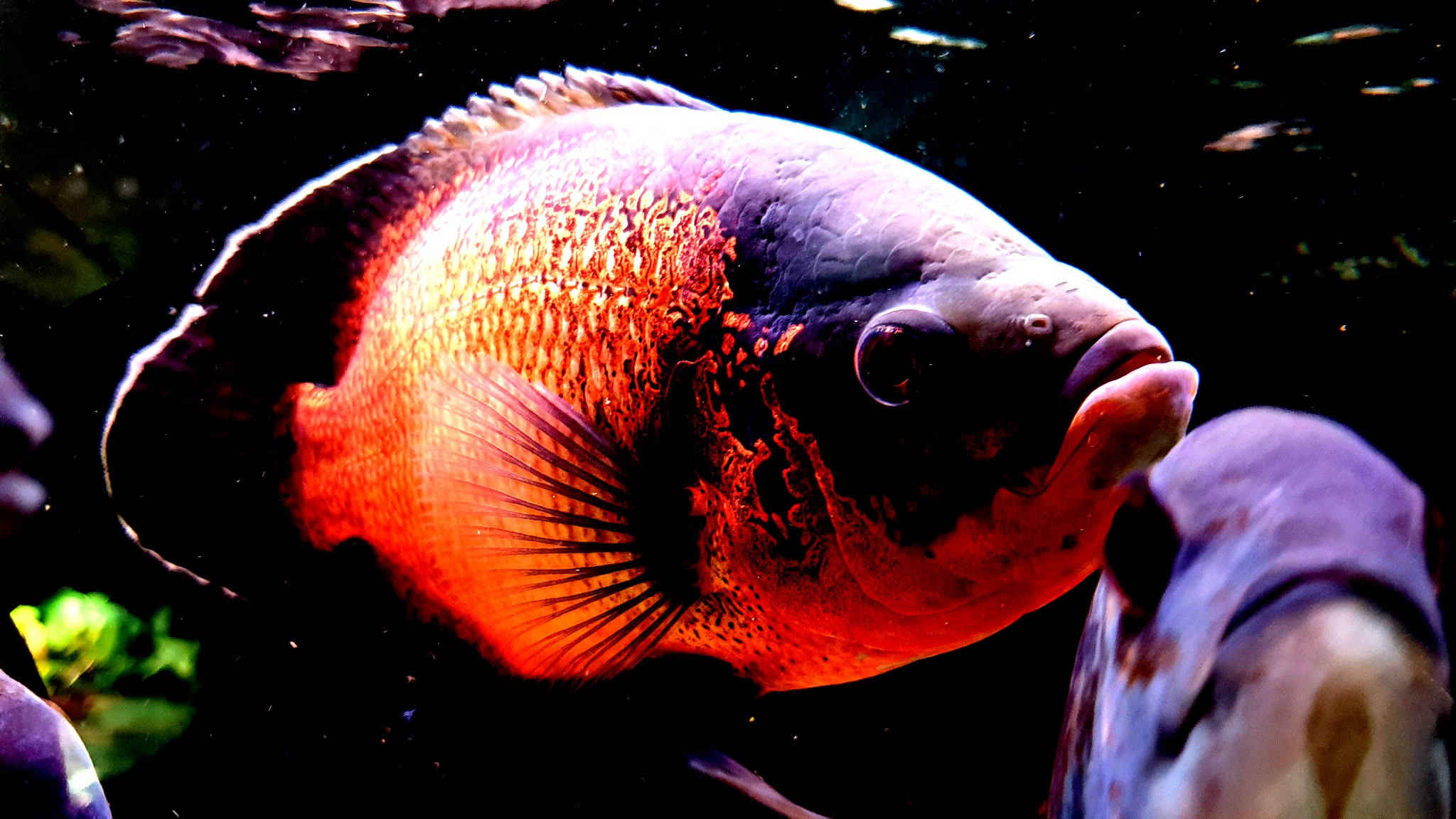 অস্কার কুল ফিশ ওয়ালপেপার