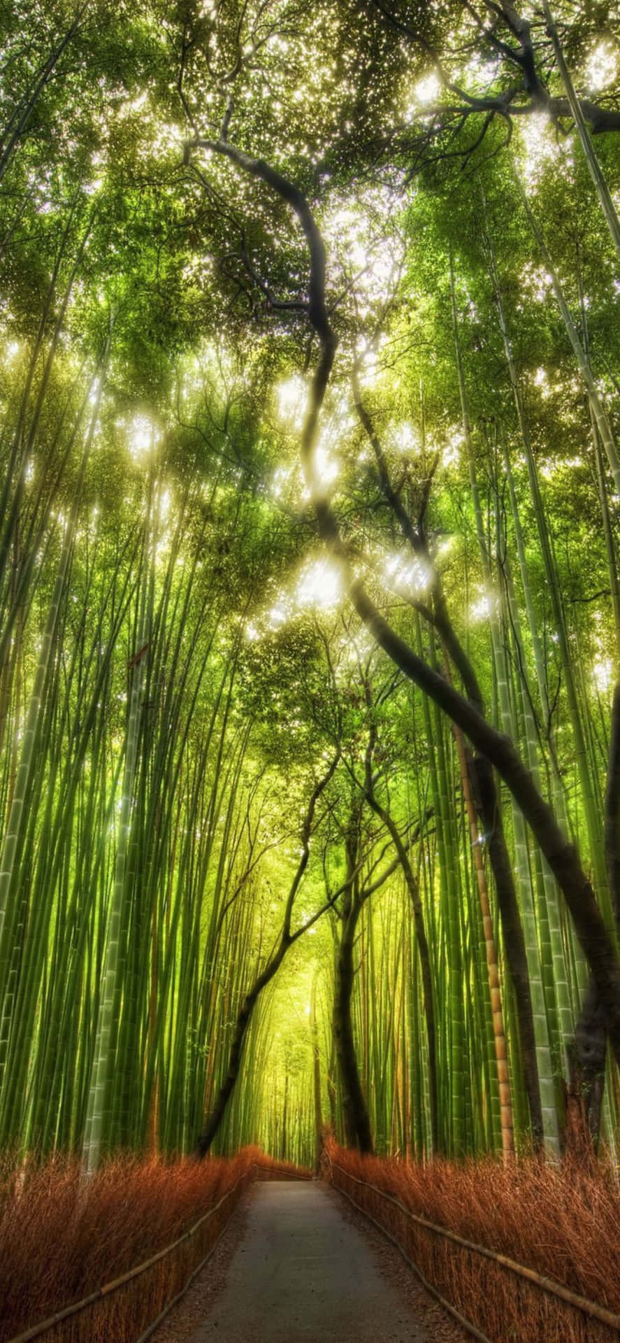 আইফোন ১৩ ব্যাকগ্রাউন্ড