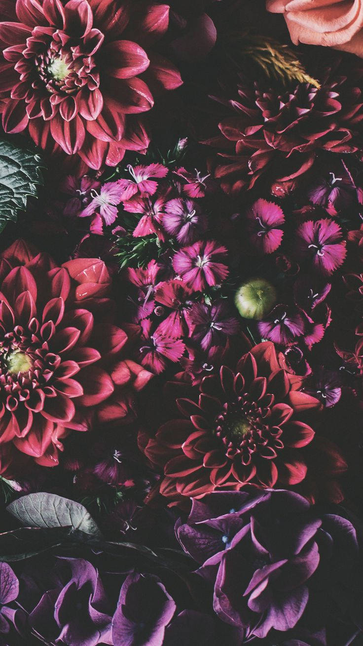 আইফোন এক্সএস ফ্লাওয়ার্স ওয়ালপেপার