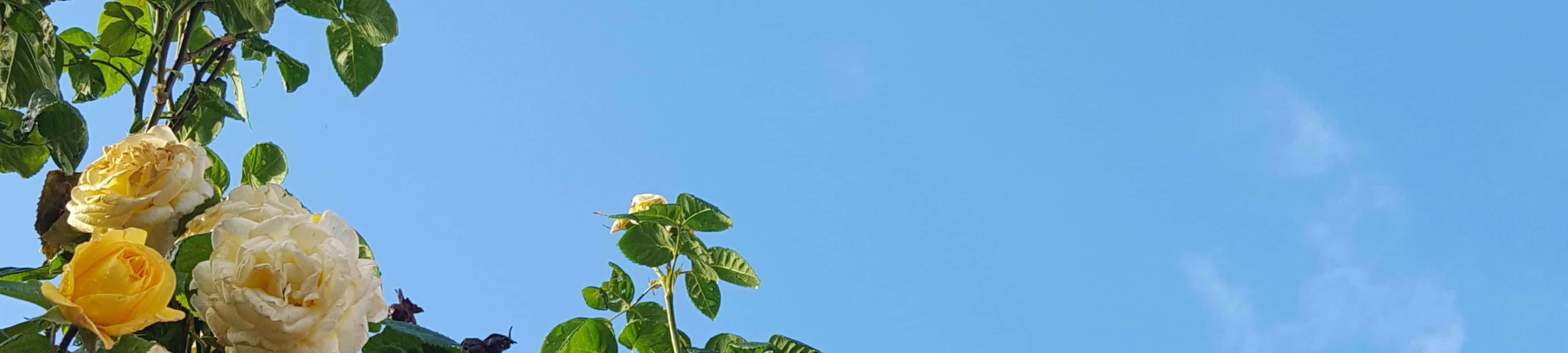 আকাশে ফুলসহ একটি ঘড়ি ওয়ালপেপার