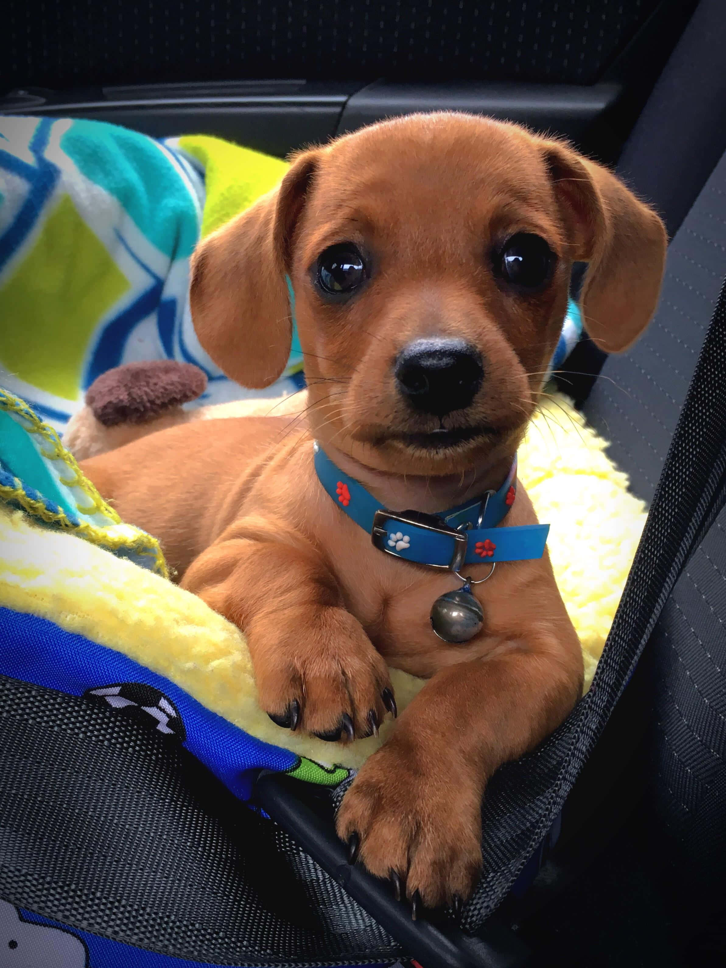 আরাধ্য Dachshund কুকুরছানা ওয়ালপেপার