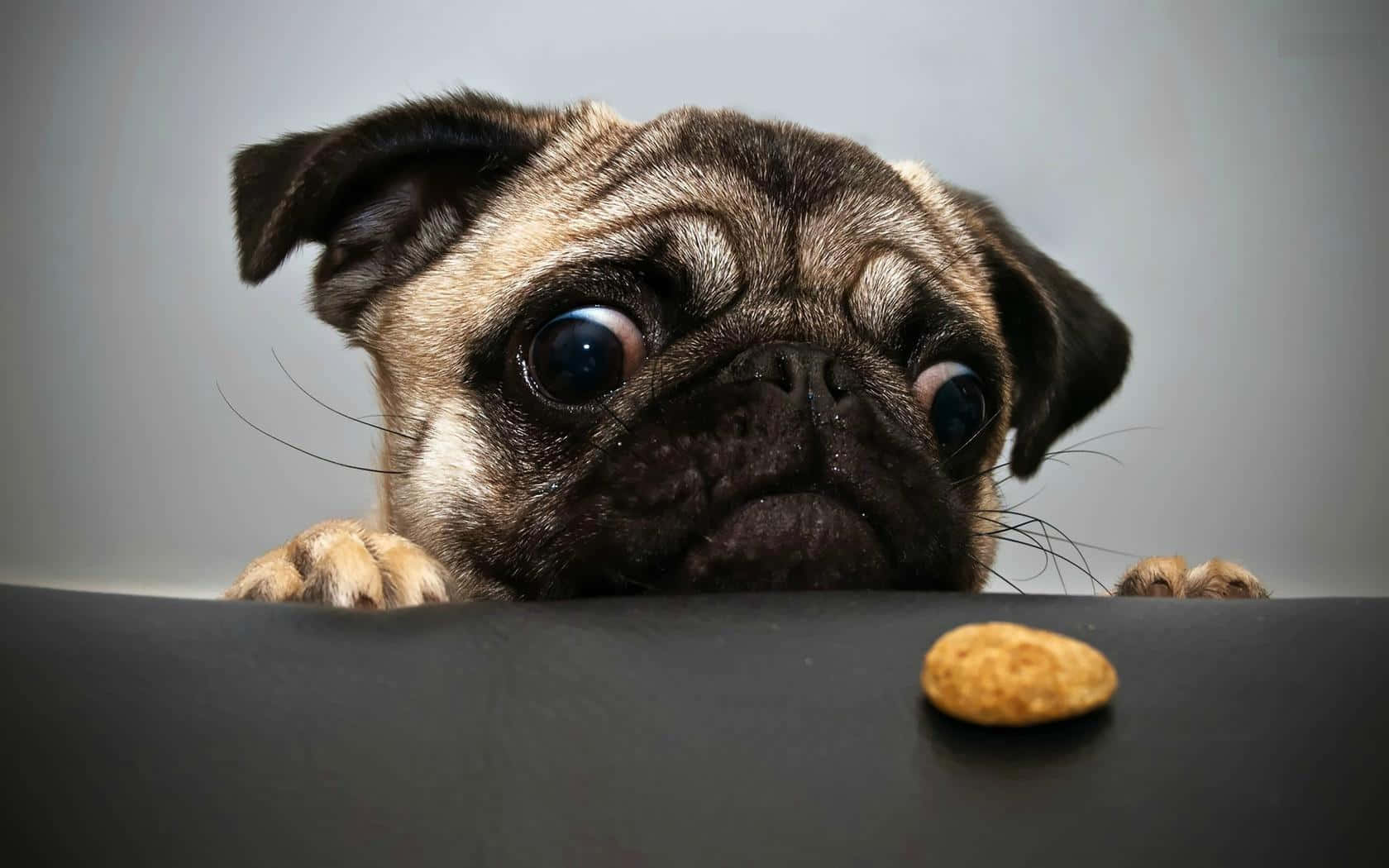আরামদায়ক জায়গায় বিশ্রামরত আদুরে কুকুরছানা ওয়ালপেপার
