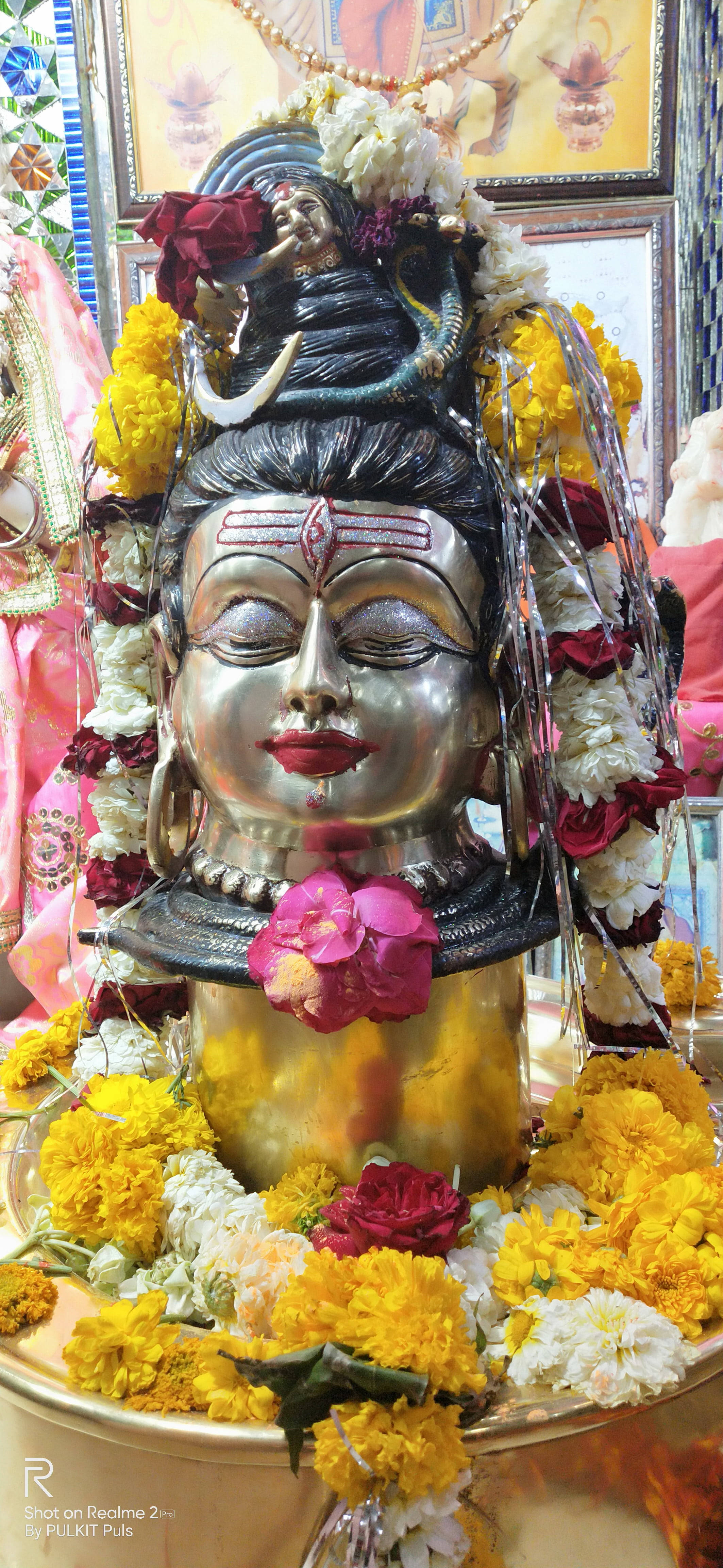 উজ্জয়িন মহাকাল হলুদ ফুল ওয়ালপেপার
