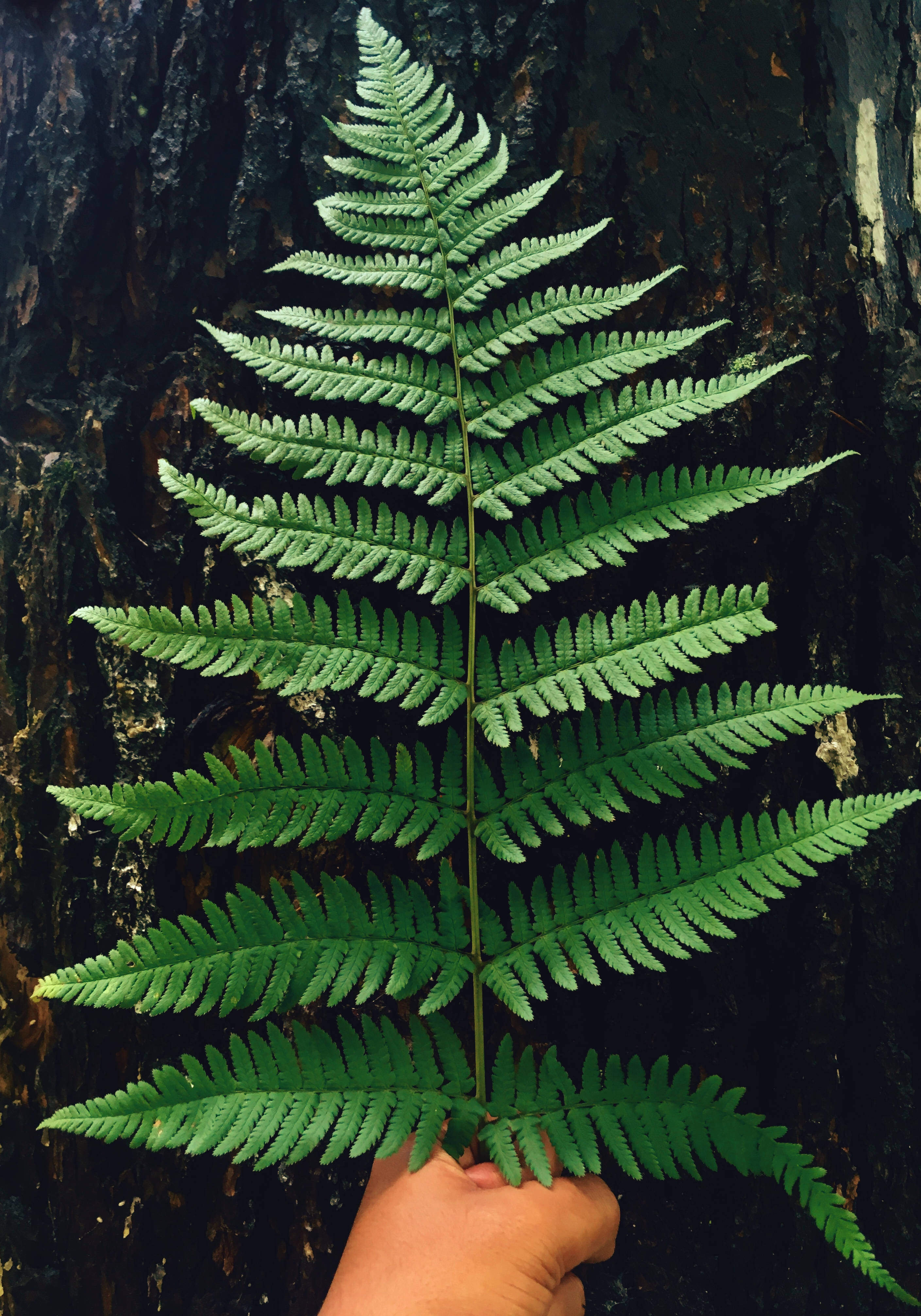 উজ্জ্বল আলোকিত সবুজ ফার্ন পাতা ওয়ালপেপার