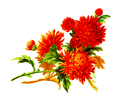 উজ্জ্বল কমলা ক্রাইস্যান্থেমাম ফুলের শিল্পকর্ম ওয়ালপেপার
