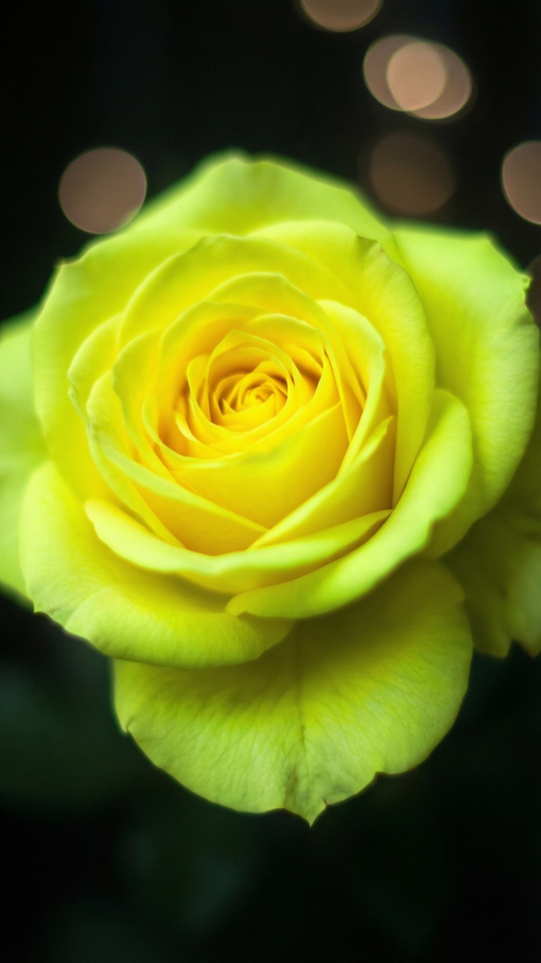 উজ্জ্বল নিয়ন হলুদ গোলাপ ওয়ালপেপার